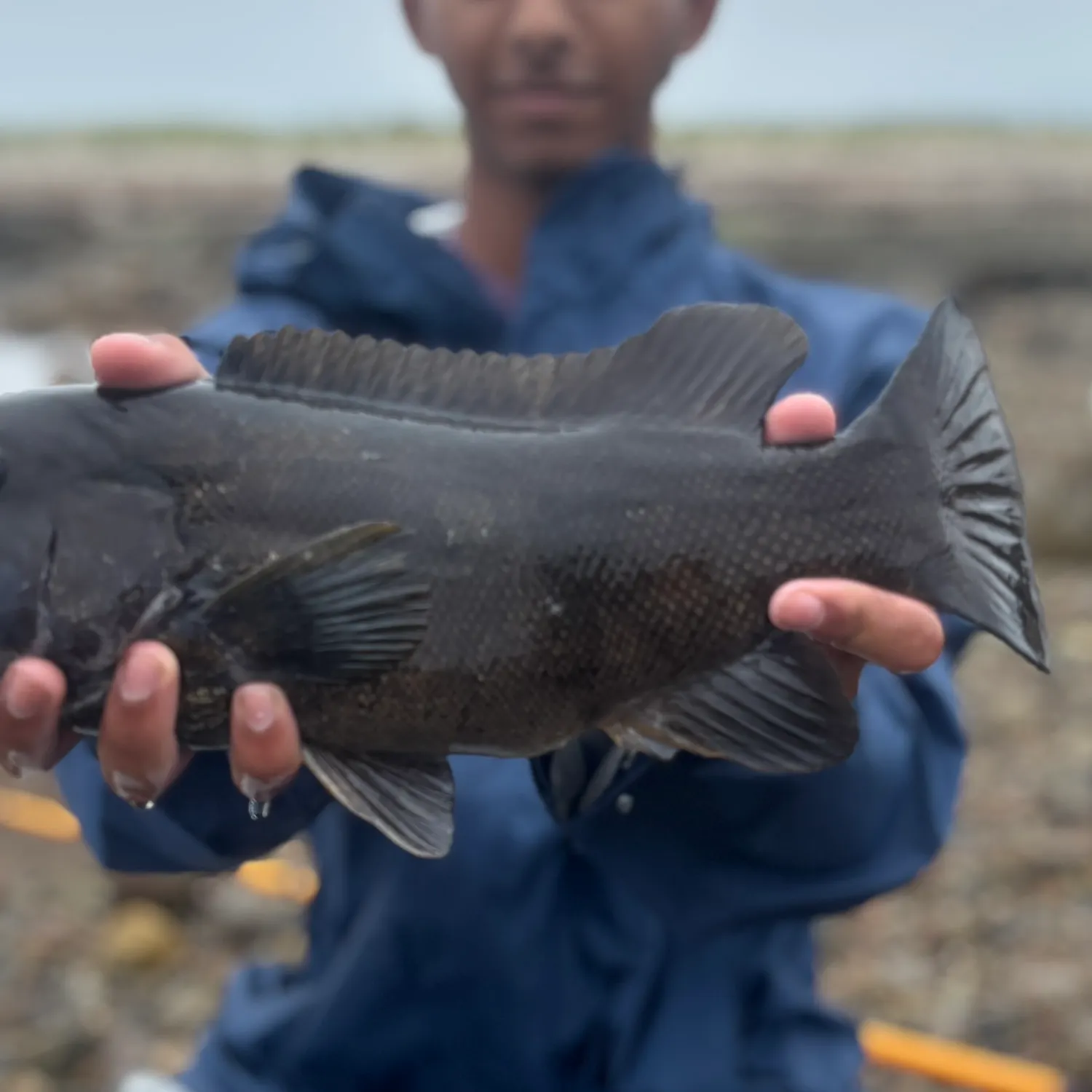 Tautog caught on Fishbrain