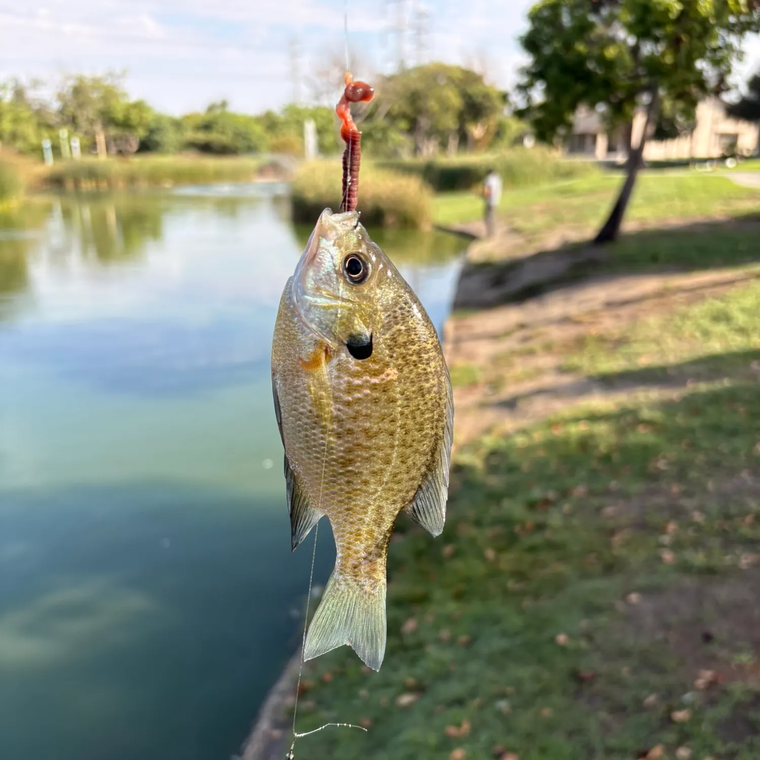 Bluegill caught on Fishbrain