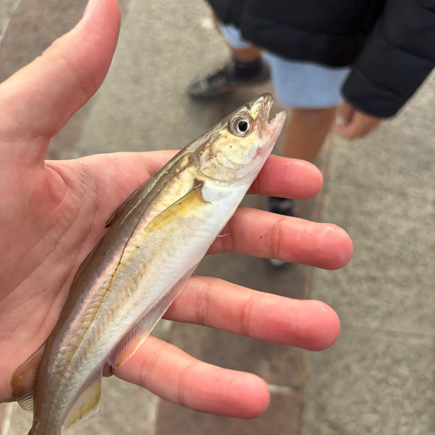 Whiting caught on Fishbrain