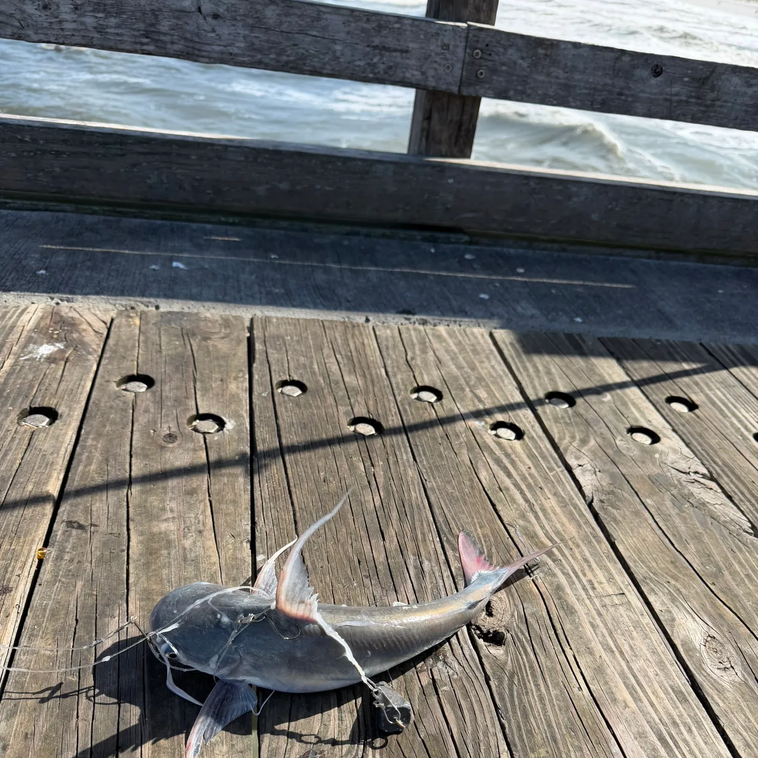 The most recent Gafftopsail sea catfish catches on Fishbrain
