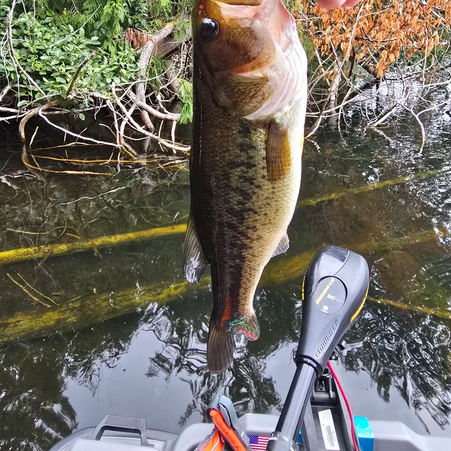 Largemouth bass caught on Fishbrain
