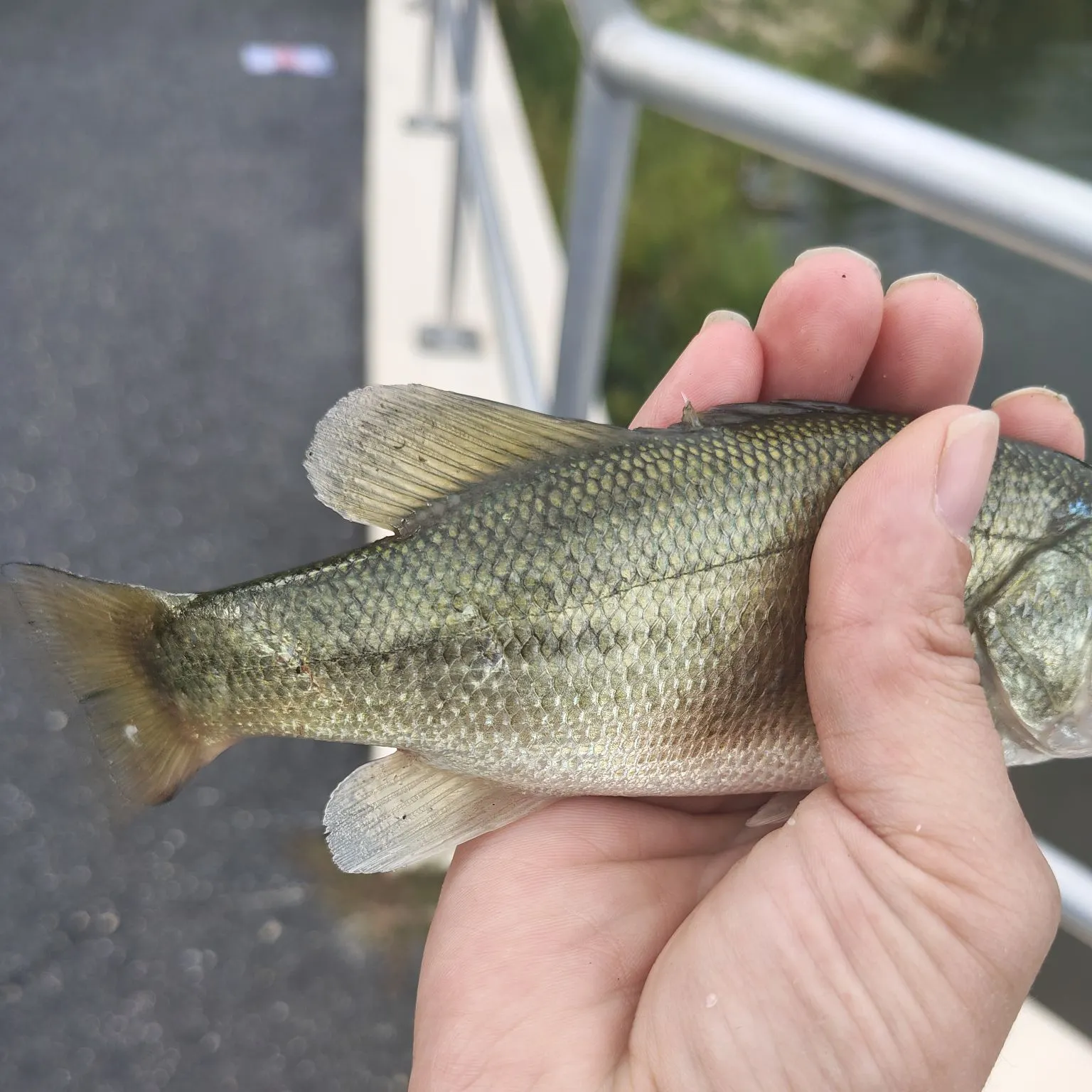 Fish caught on Fishbrain