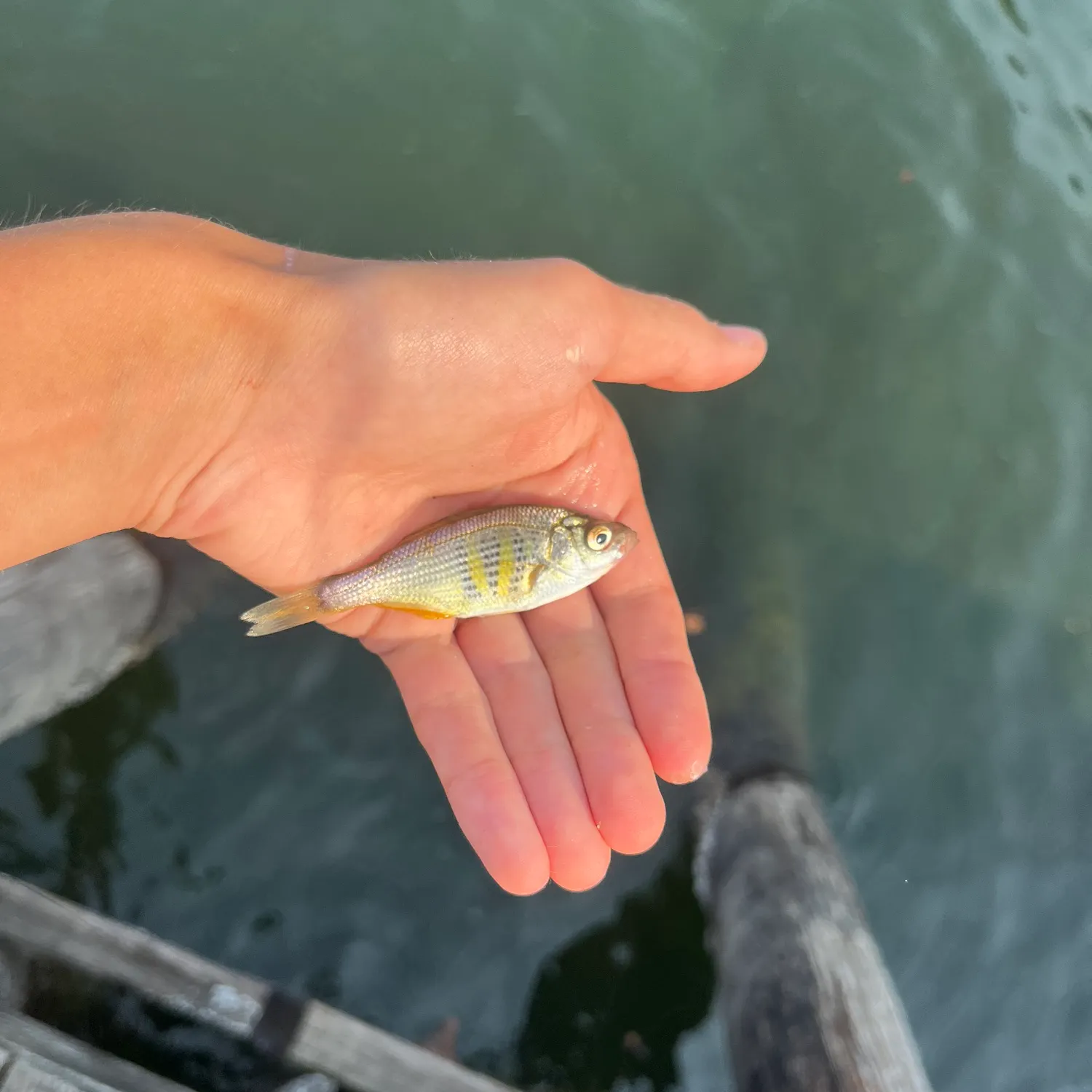 Shiner perch caught on Fishbrain