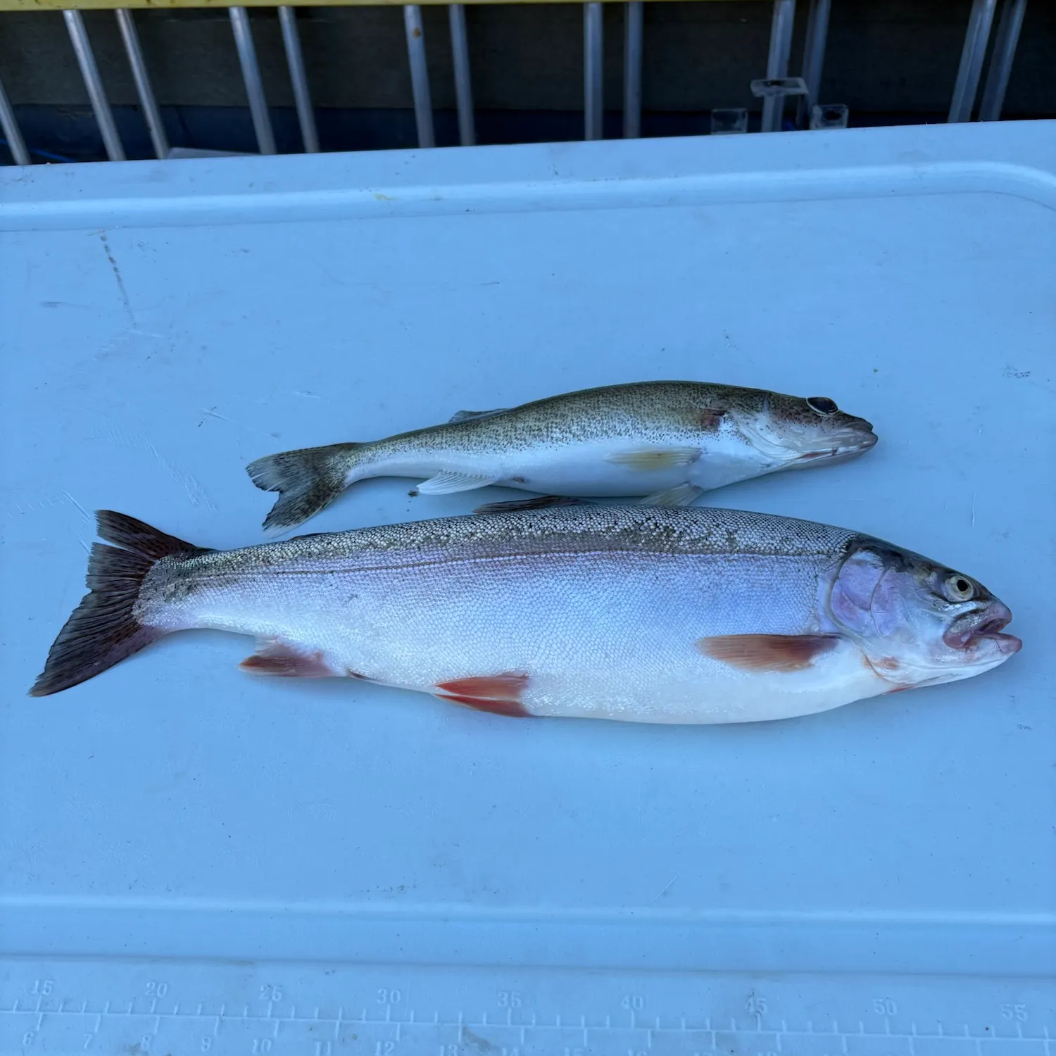 Rainbow trout caught on Fishbrain