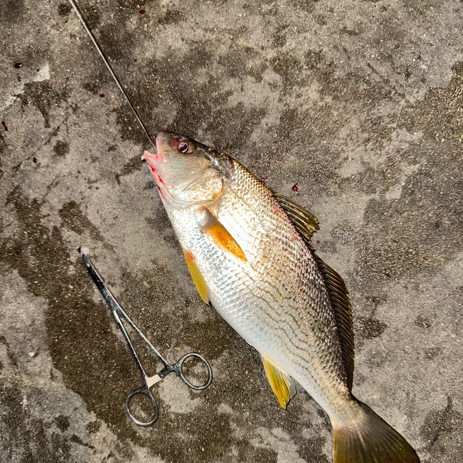 recently logged catches