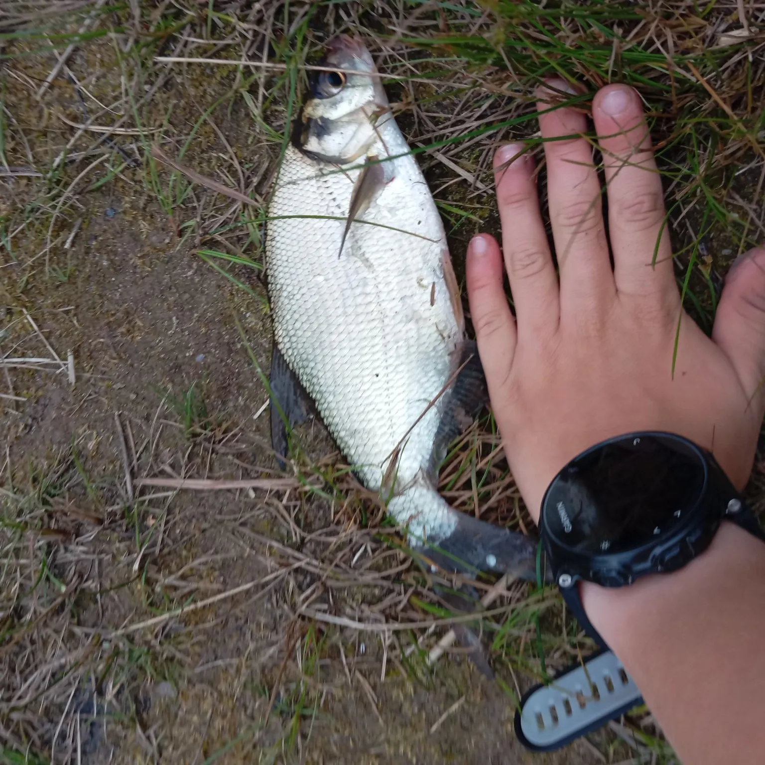 Common bream caught on Fishbrain