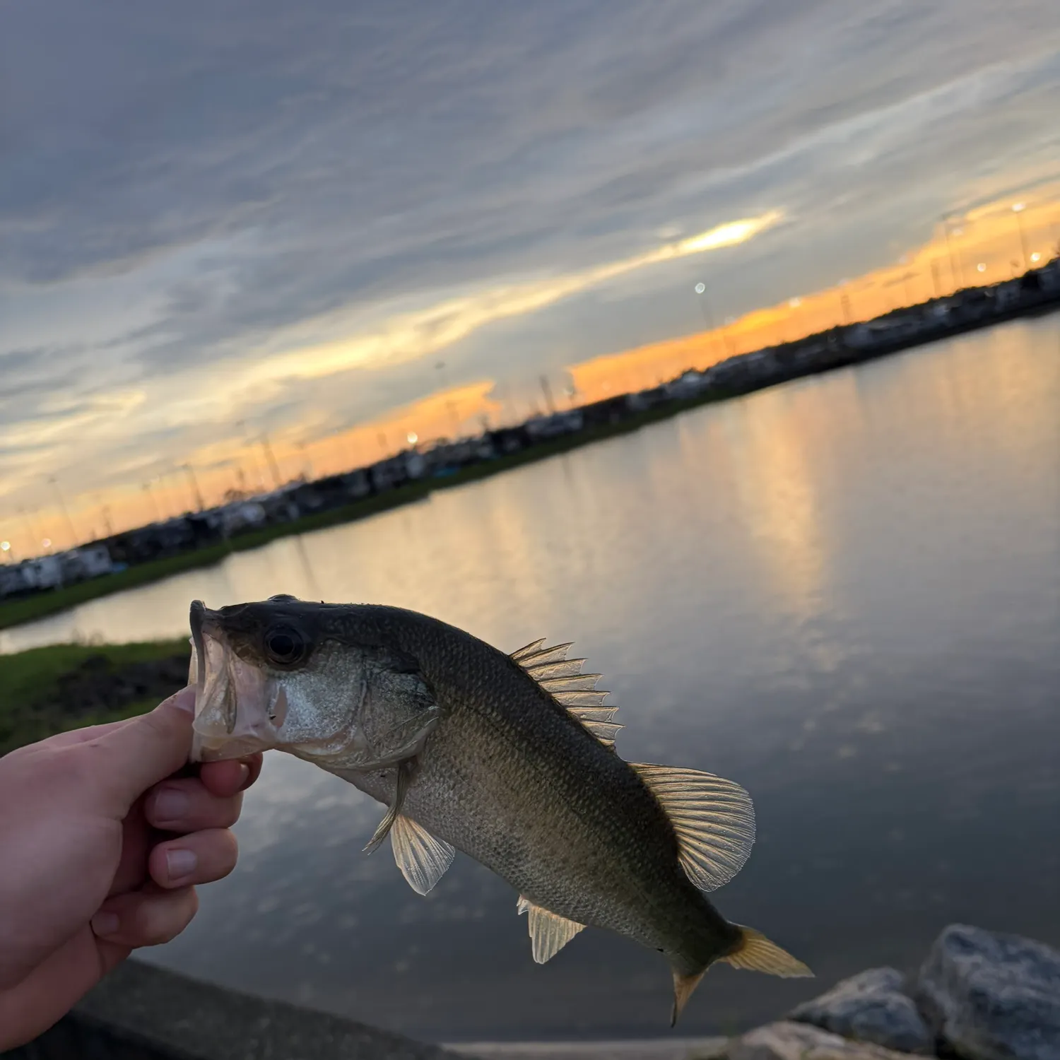 Largemouth bass caught on Fishbrain