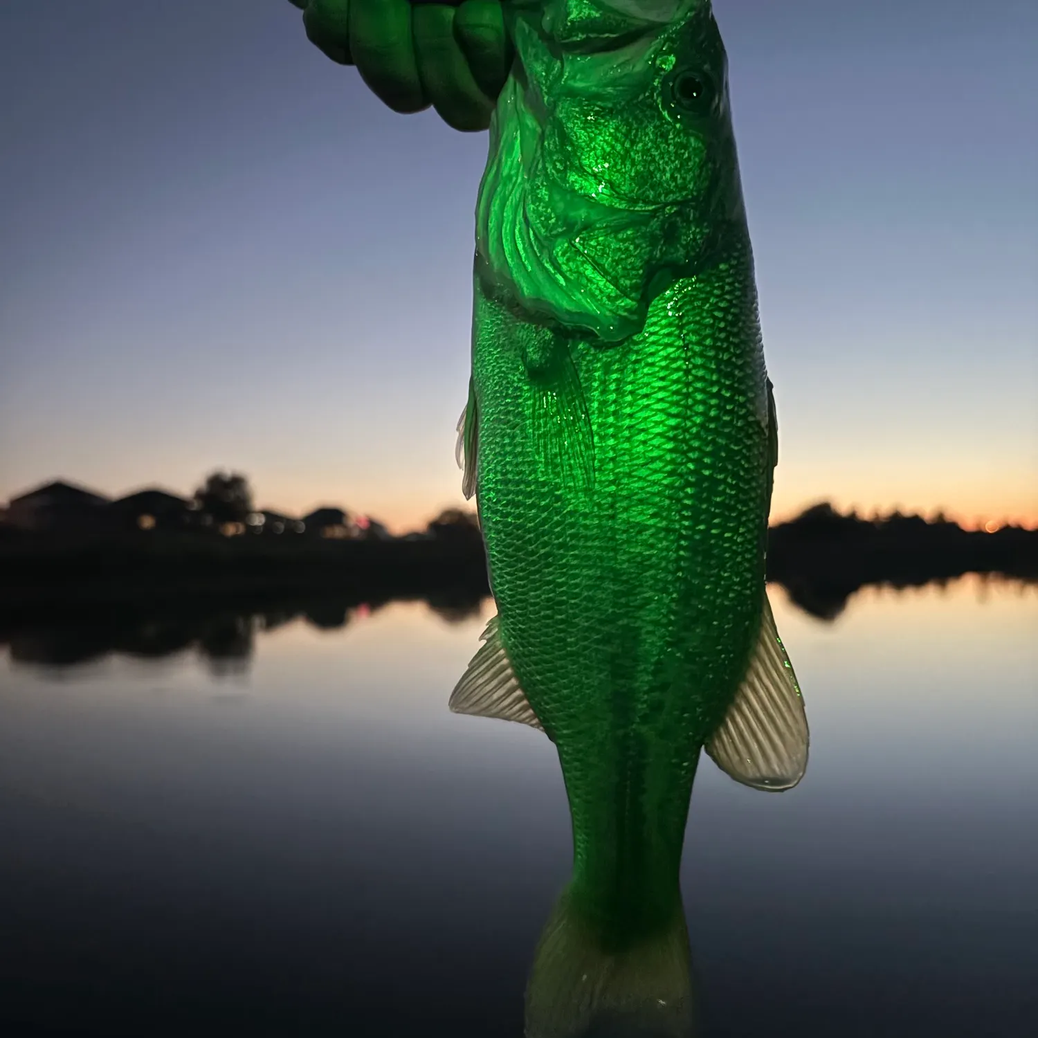 Largemouth bass caught on Fishbrain