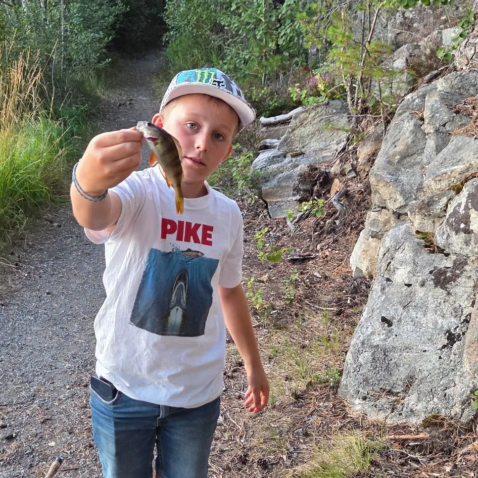 European perch caught on Fishbrain