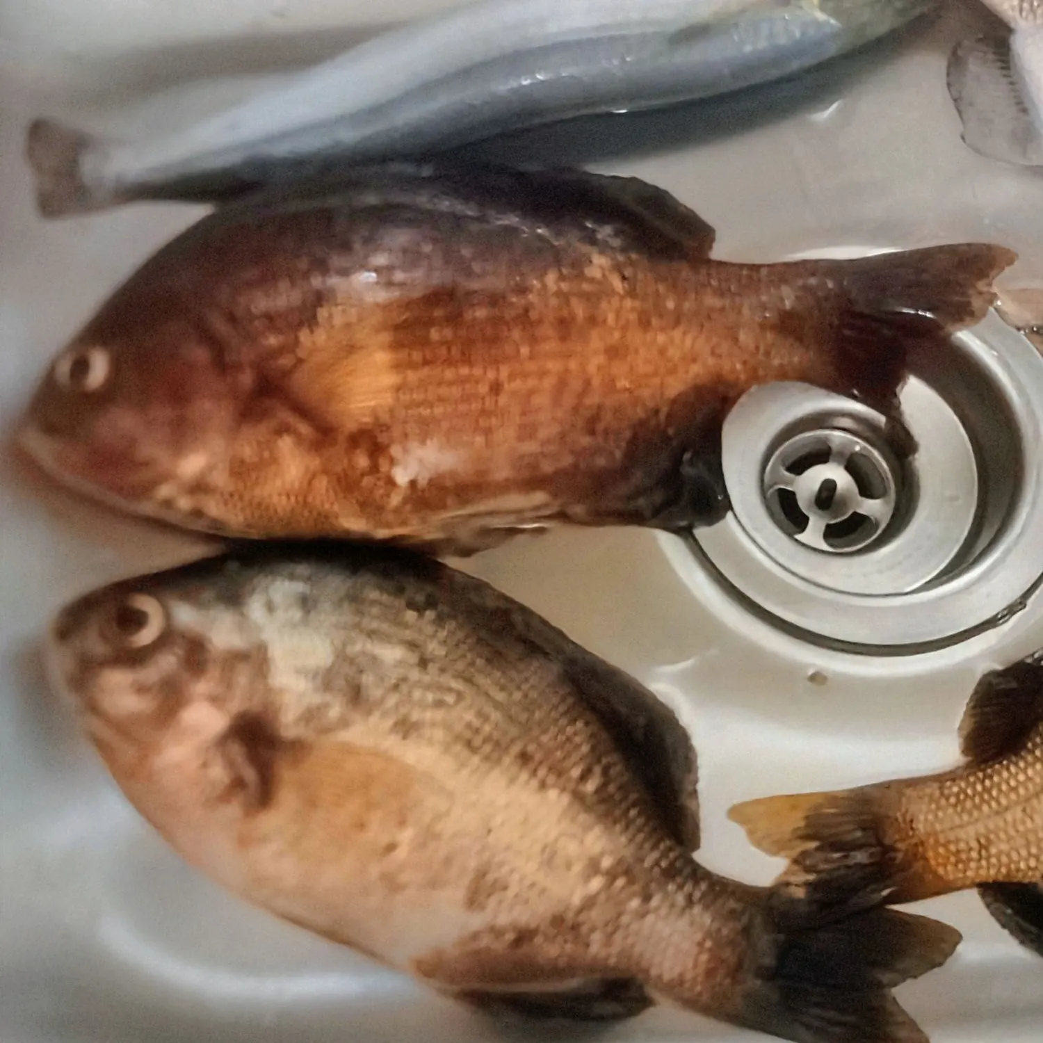 The most recent Rubberlip seaperch catches on Fishbrain