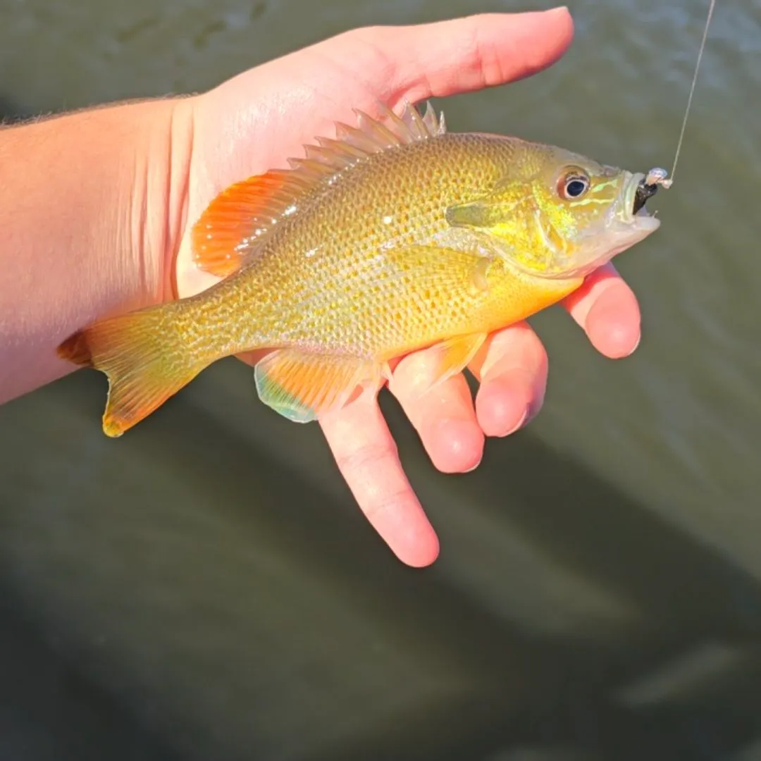 Redbreast sunfish caught on Fishbrain