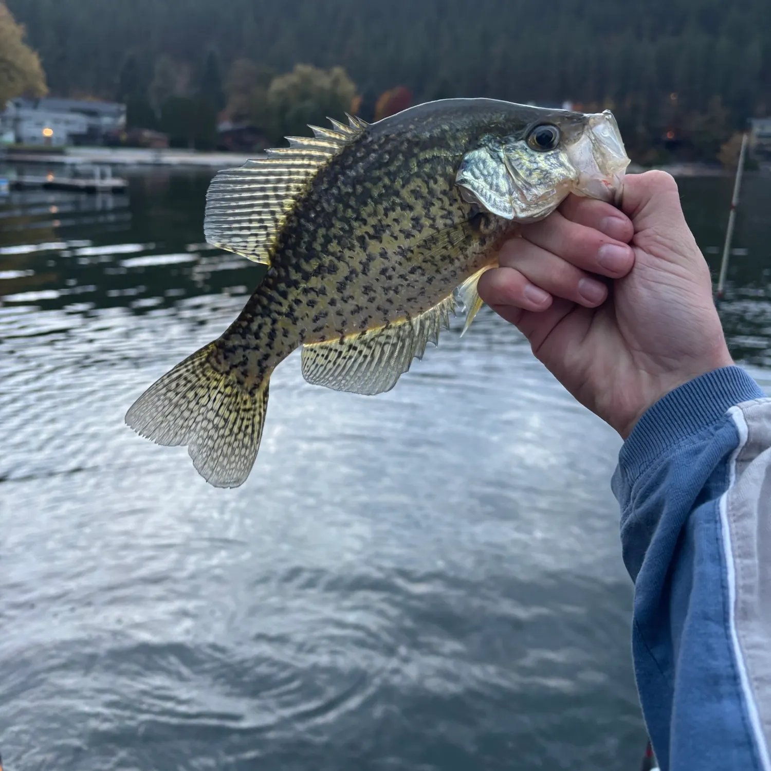Black crappie caught on Fishbrain
