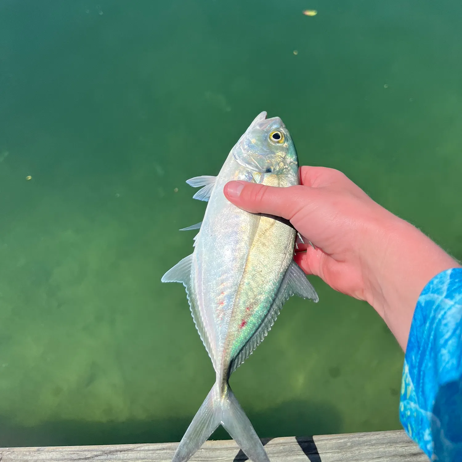The most recent Blue runner catches on Fishbrain