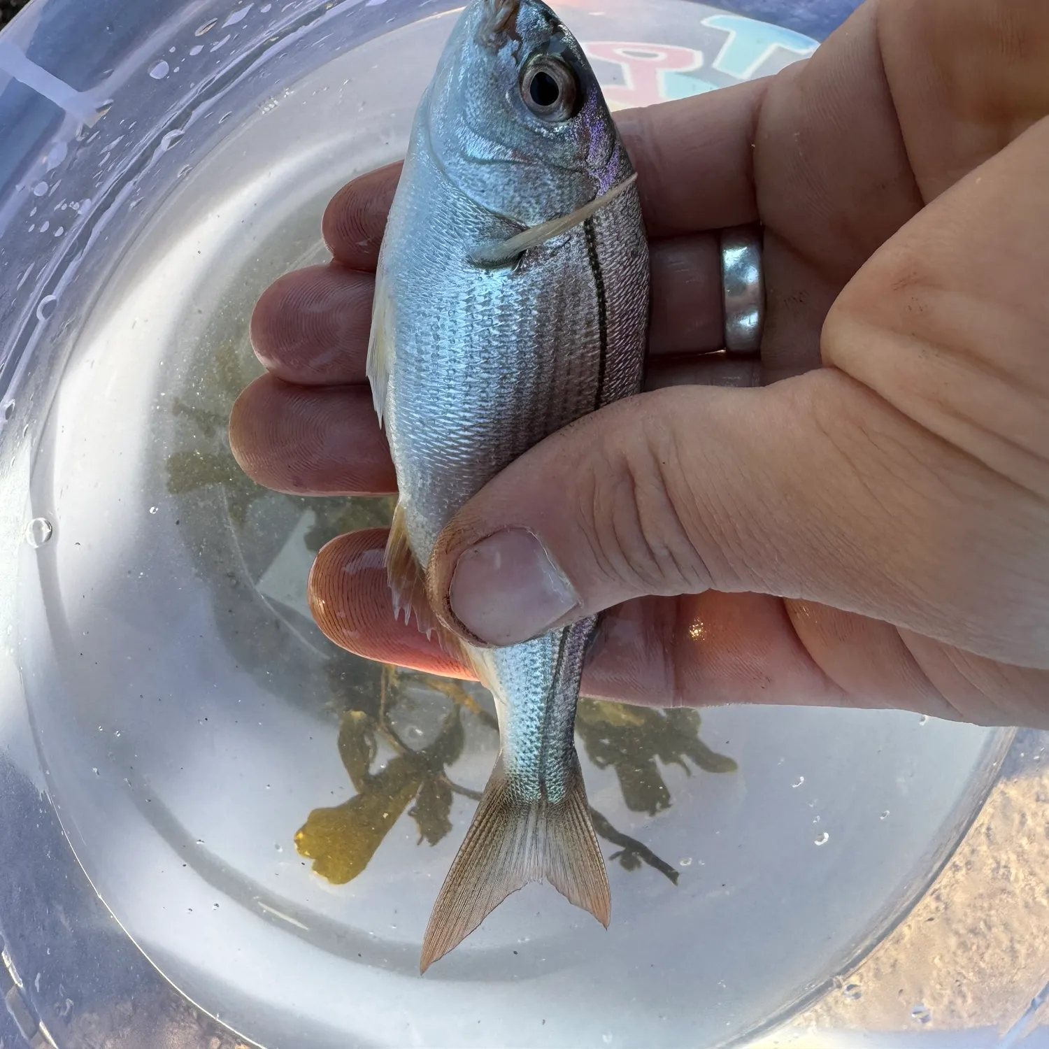 Black seabream caught on Fishbrain
