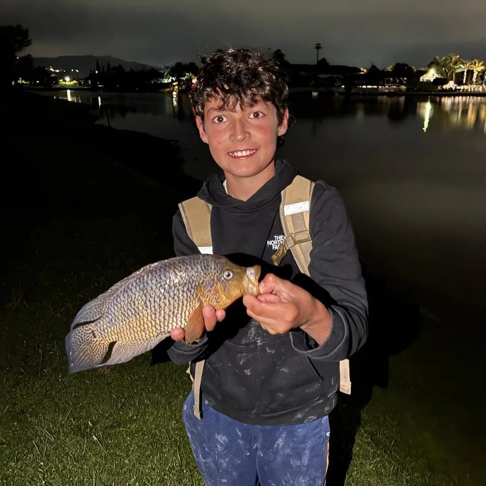 The most recent Yellowjacket cichlid catches on Fishbrain