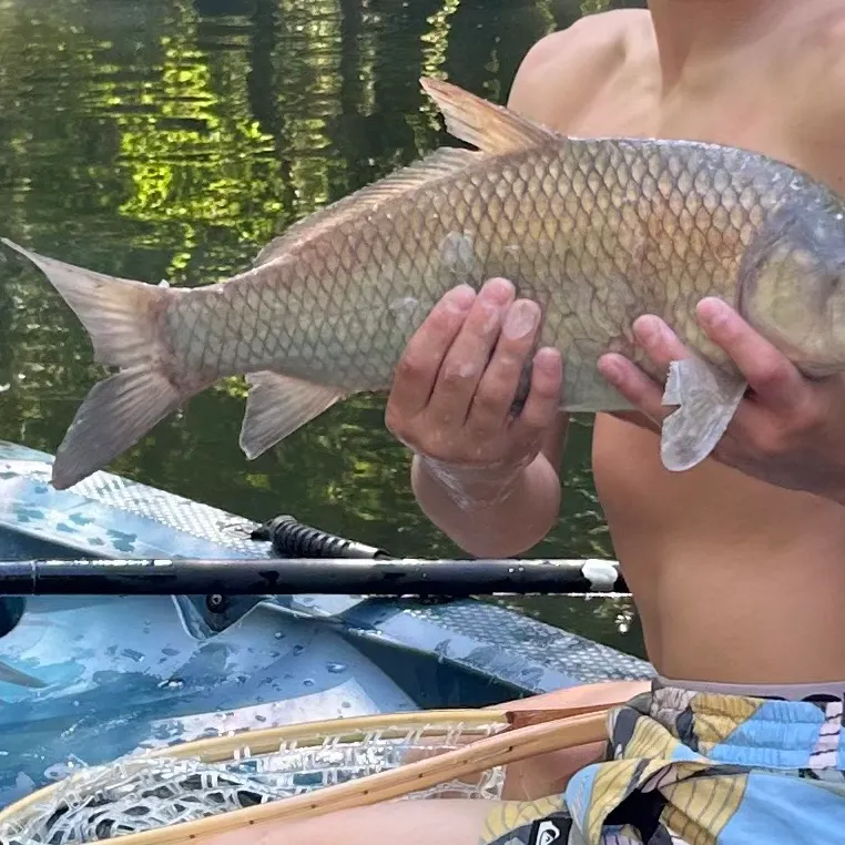 Smallmouth buffalo caught on Fishbrain