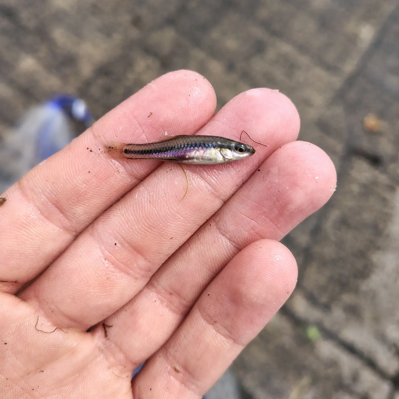 The most recent Bridle shiner catches on Fishbrain