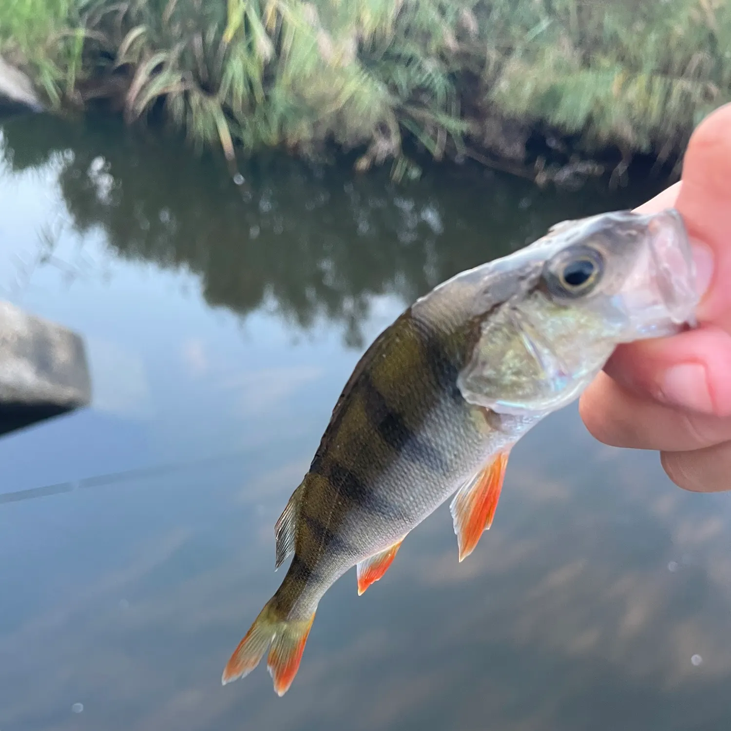 European perch caught on Fishbrain
