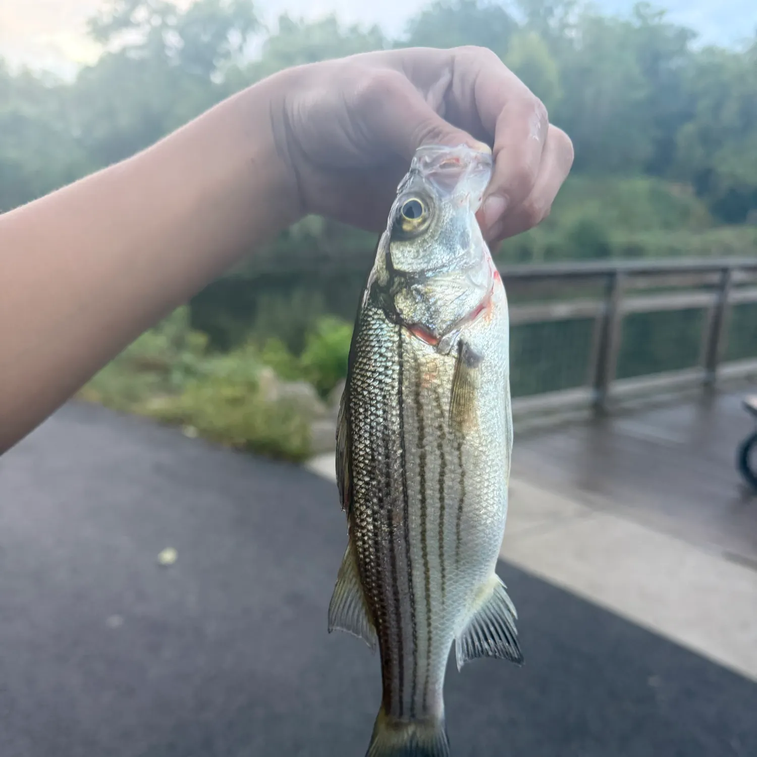 Striped bass caught on Fishbrain