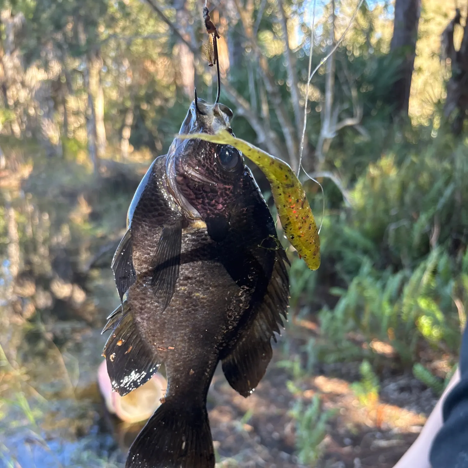 The most recent Wargill hybrid catches on Fishbrain