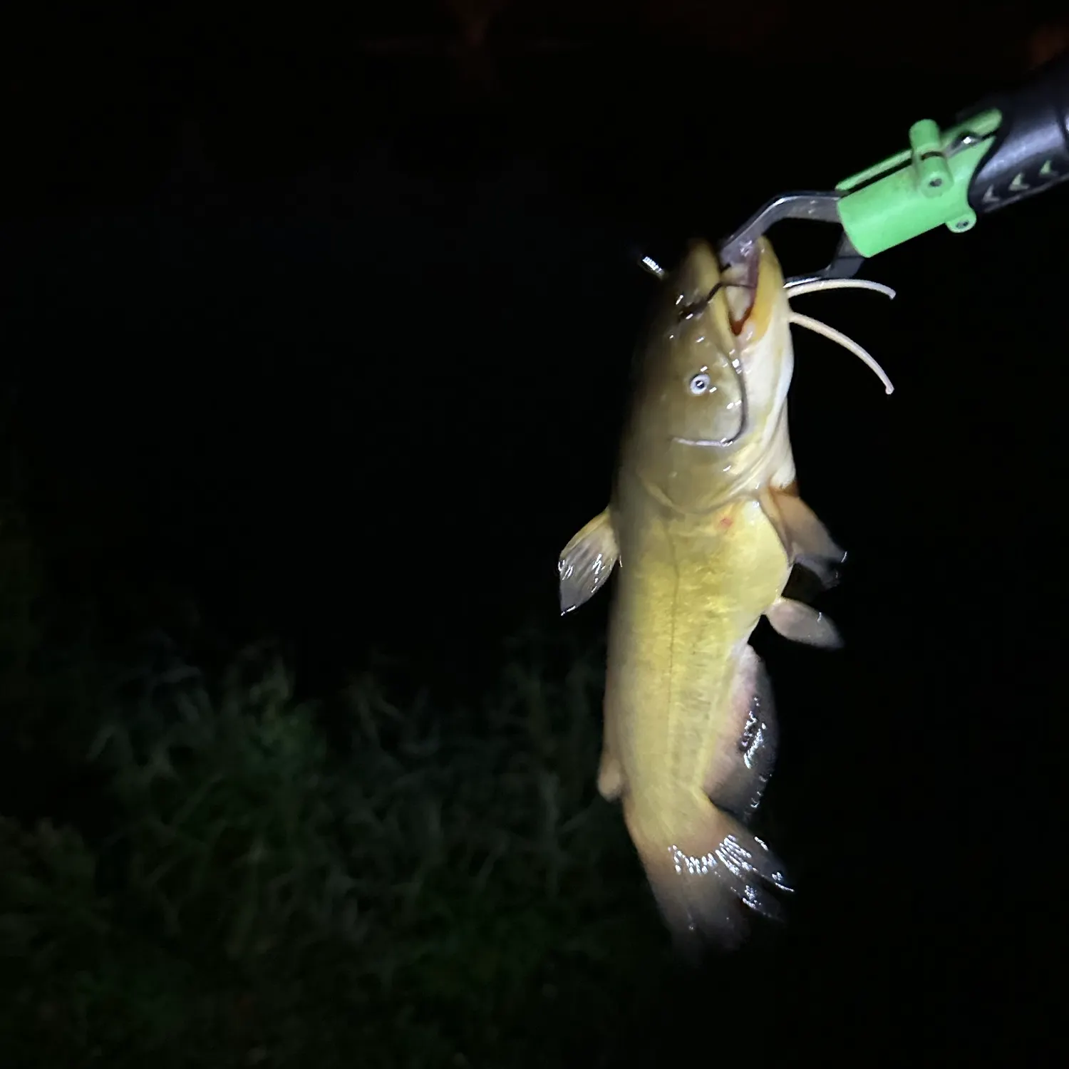 Yellow bullhead caught on Fishbrain