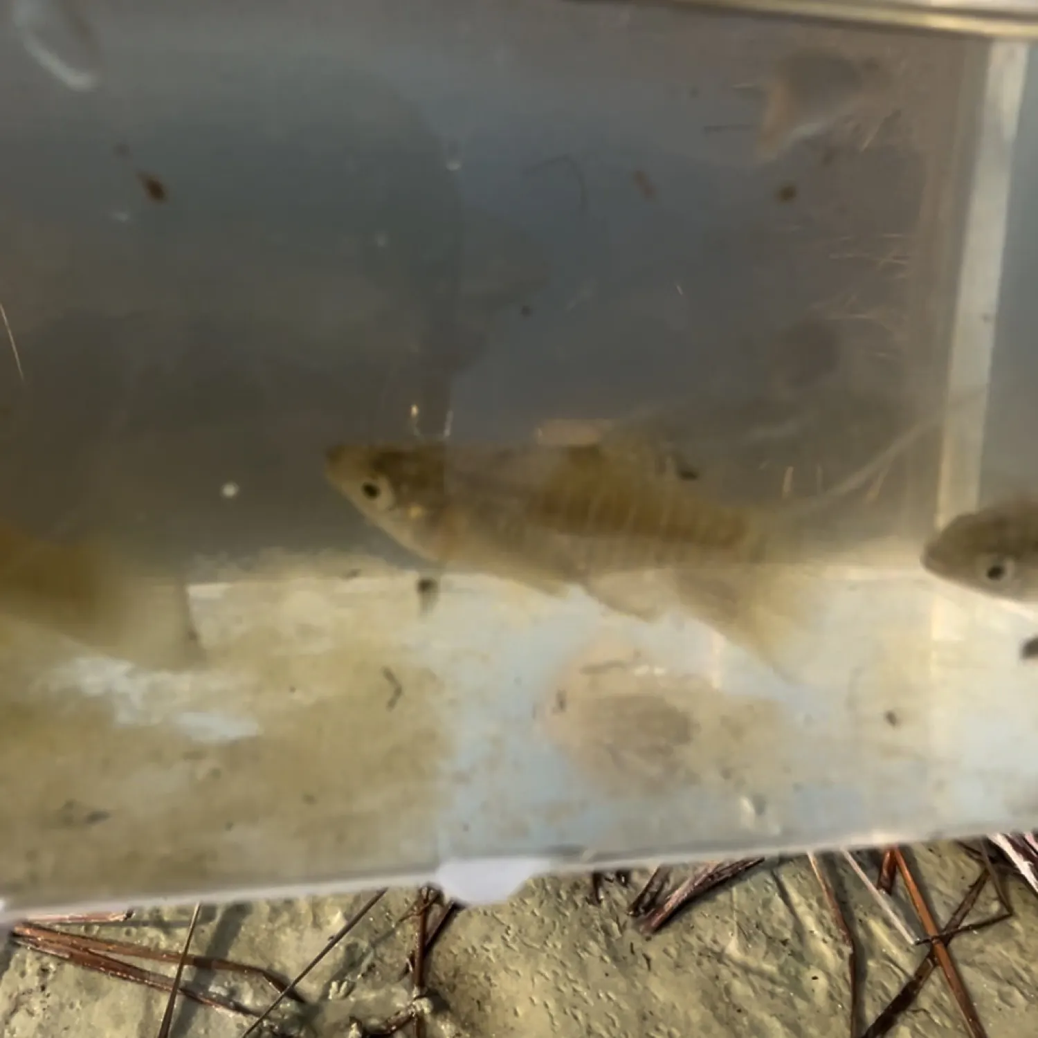 The most recent Diamond mullet catches on Fishbrain