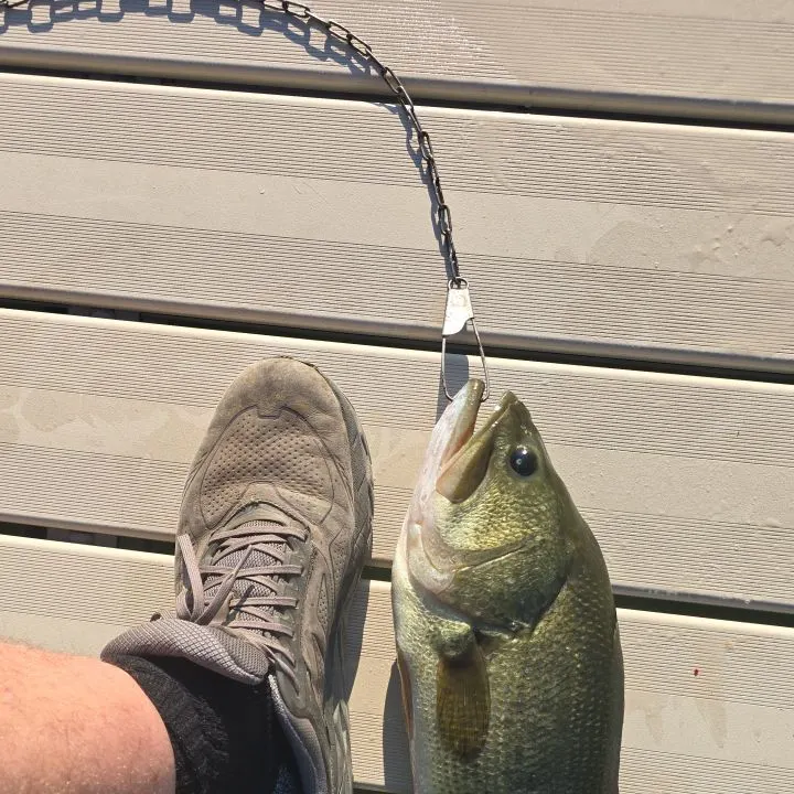 Largemouth bass caught on Fishbrain