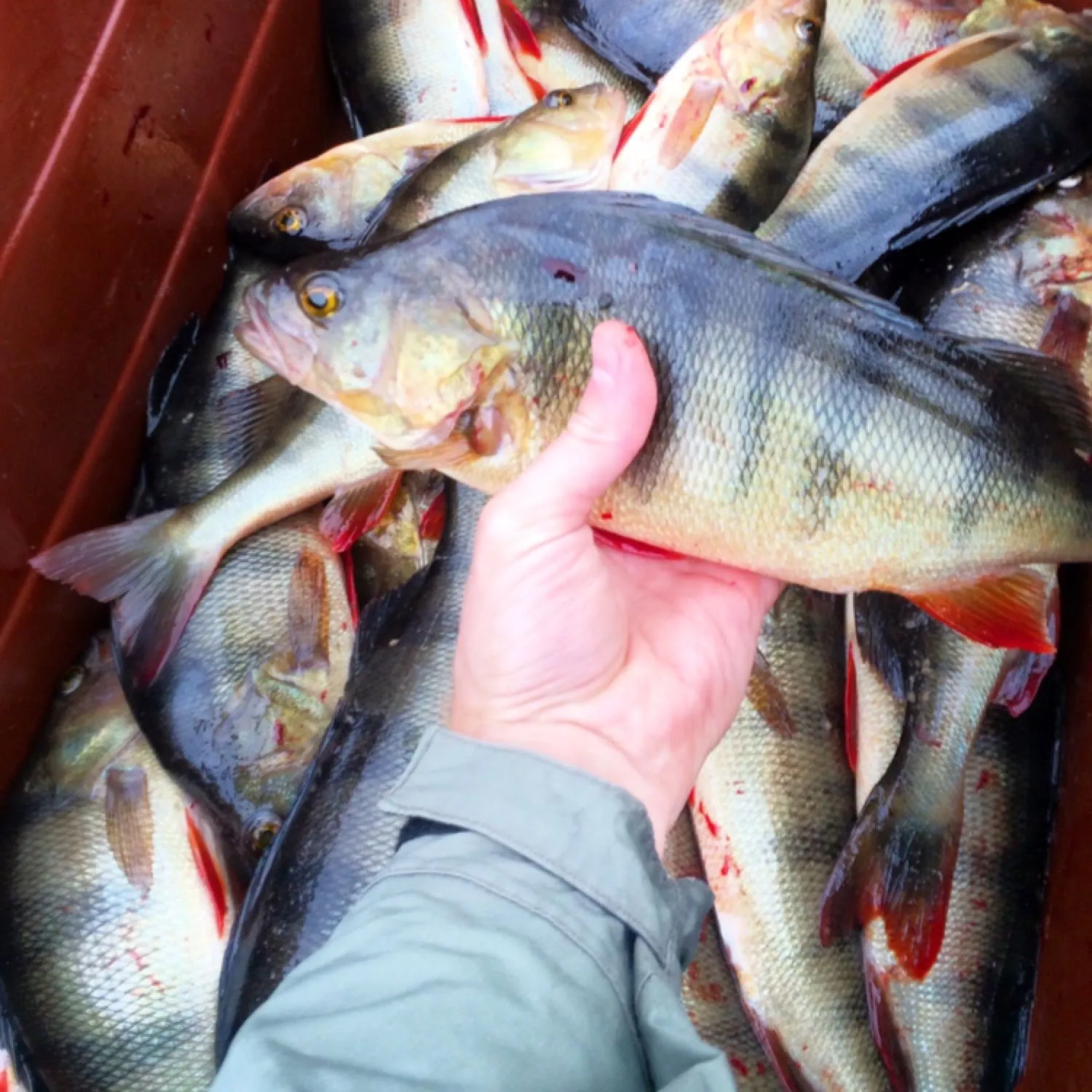 recently logged catches