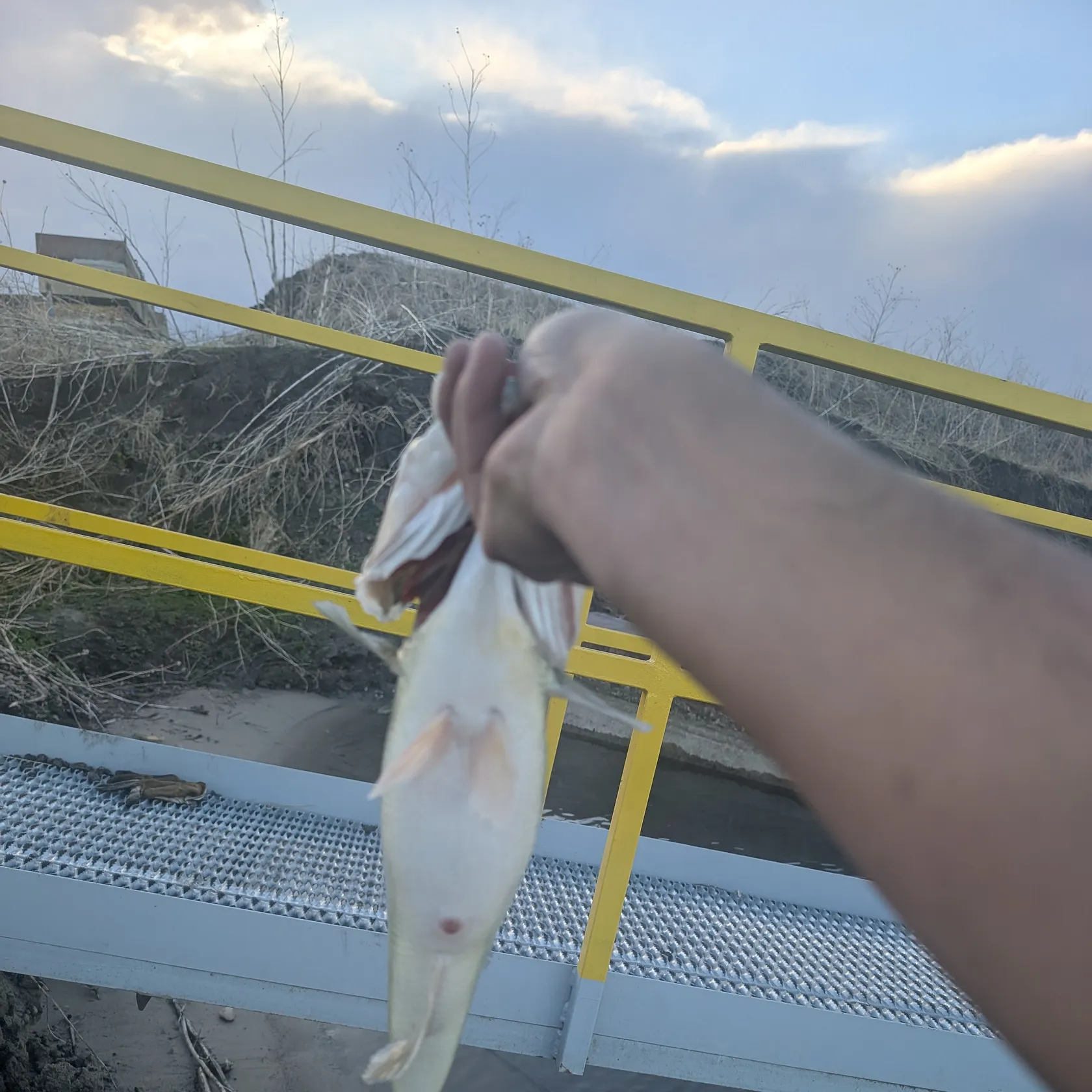 angler catch