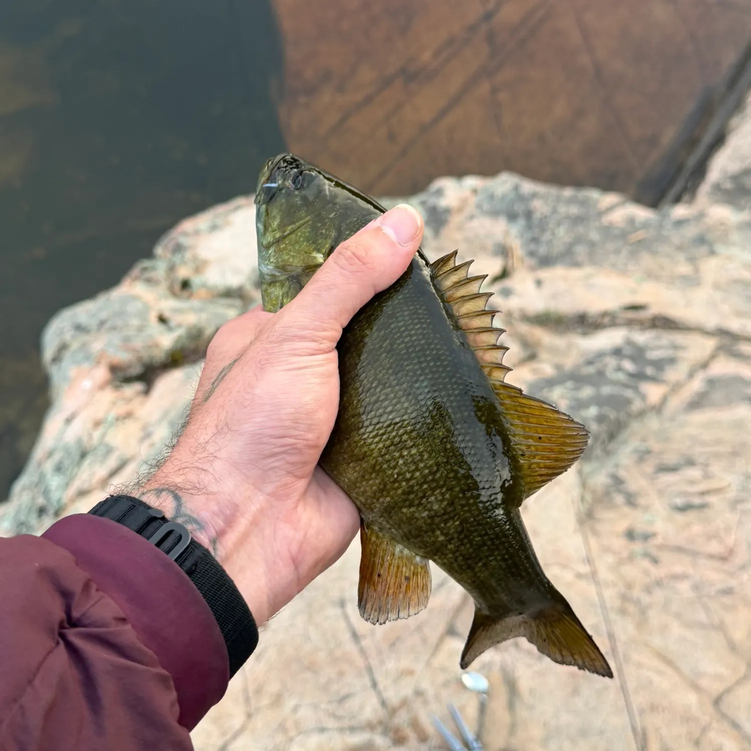 Smallmouth bass caught on Fishbrain