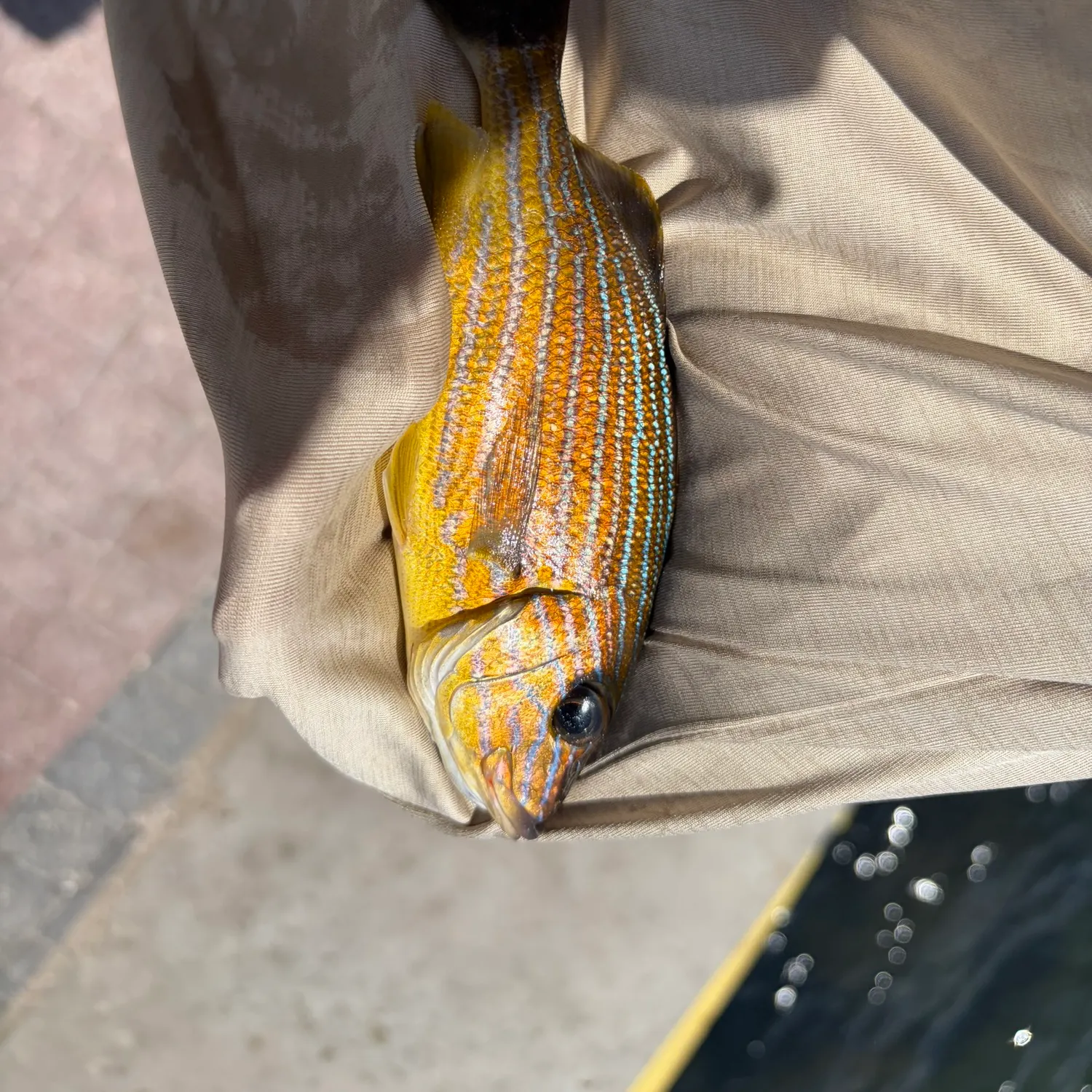 catch