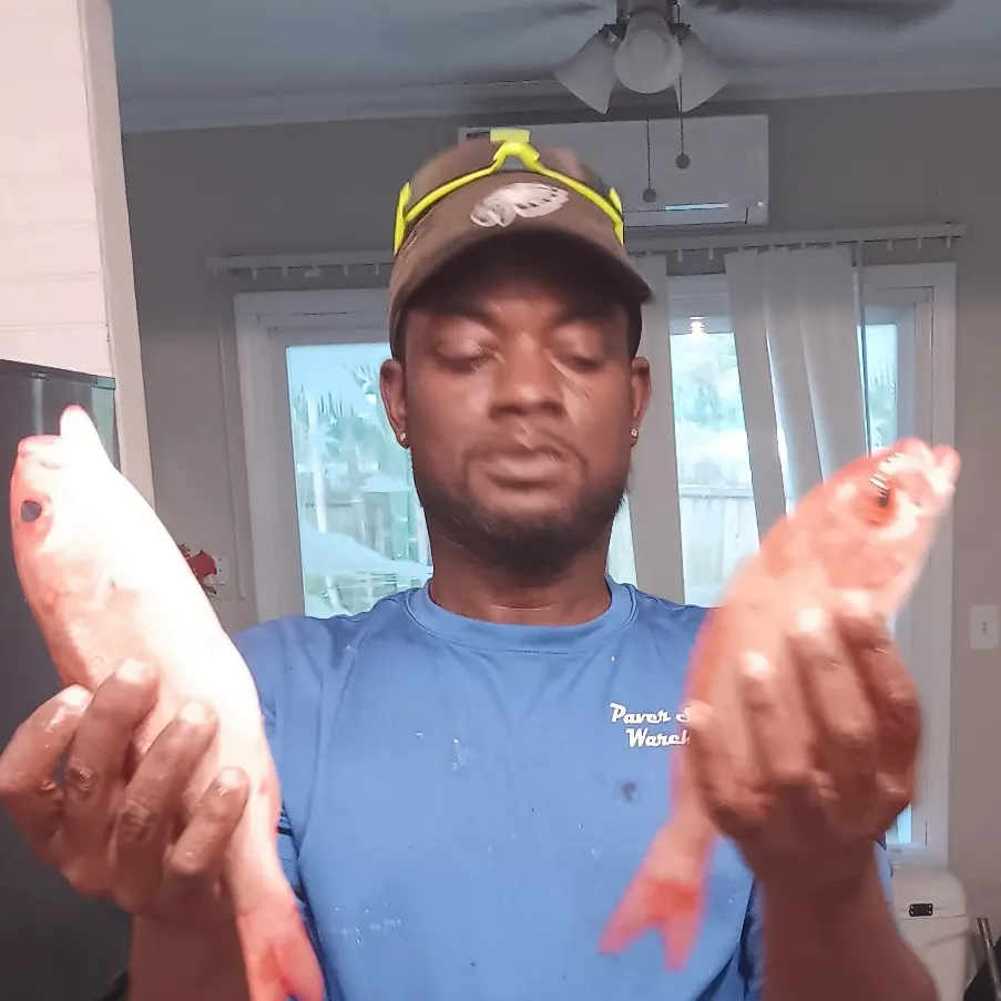 The most recent Vermilion snapper catches on Fishbrain
