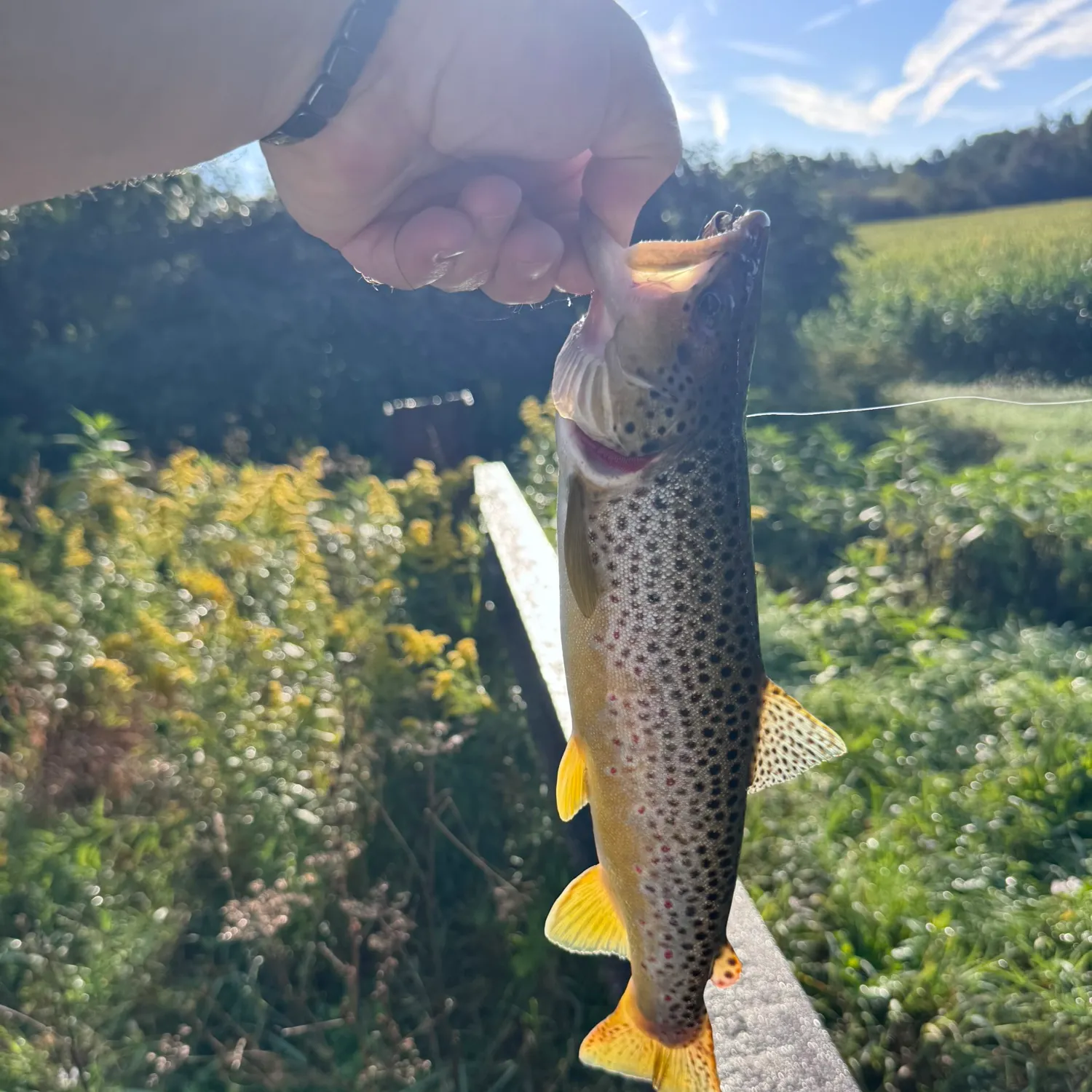 catch