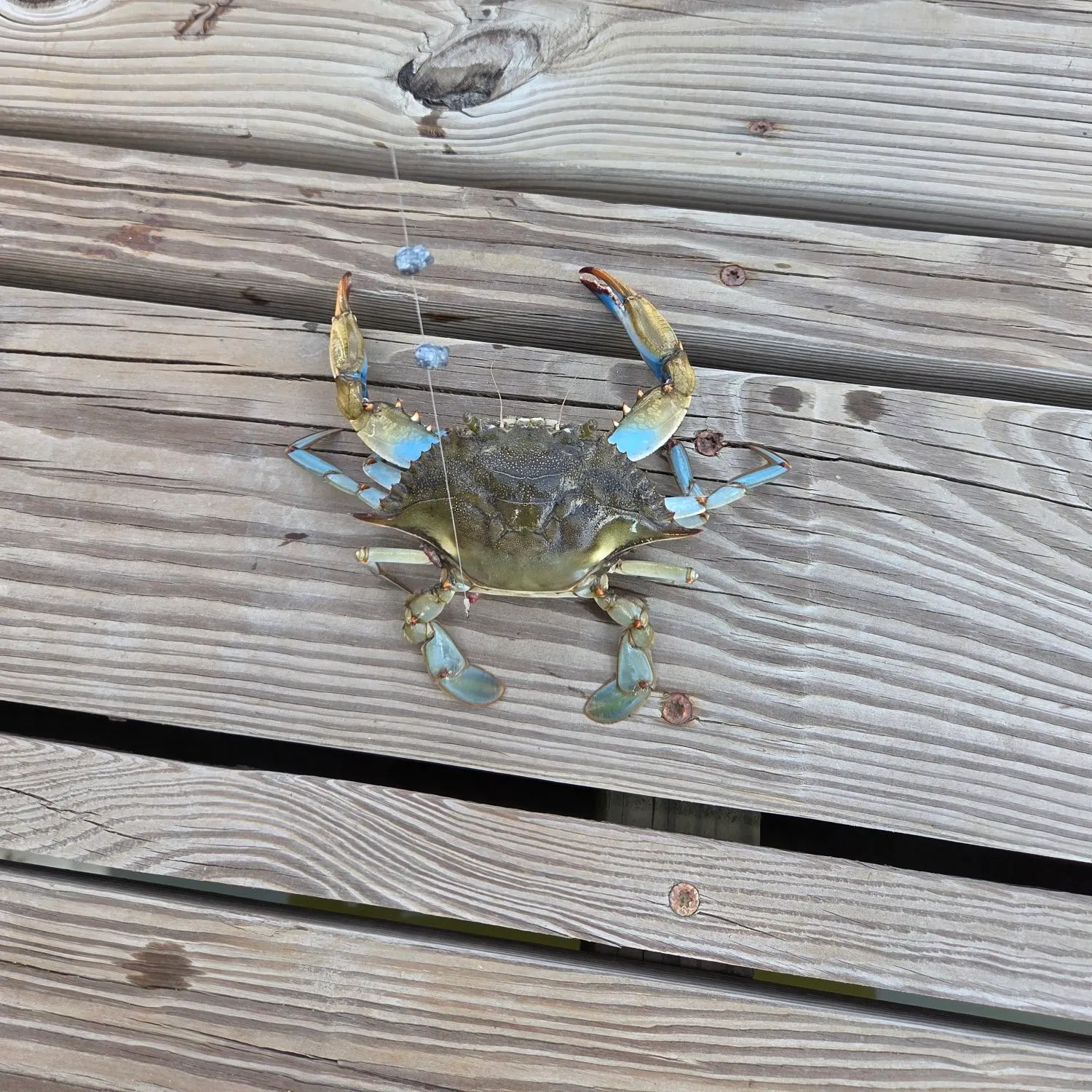 Blue crab caught on Fishbrain