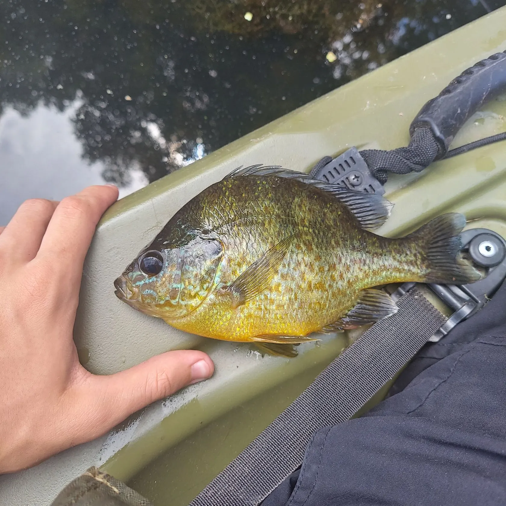 Pumpkinseed caught on Fishbrain