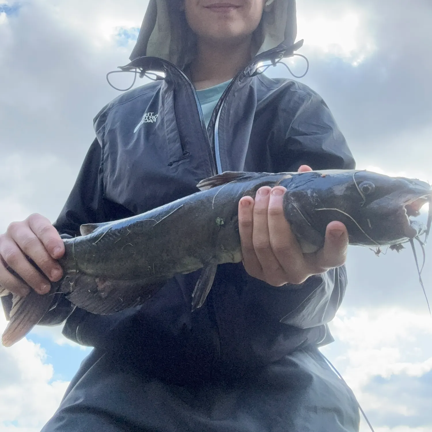 Channel catfish caught on Fishbrain