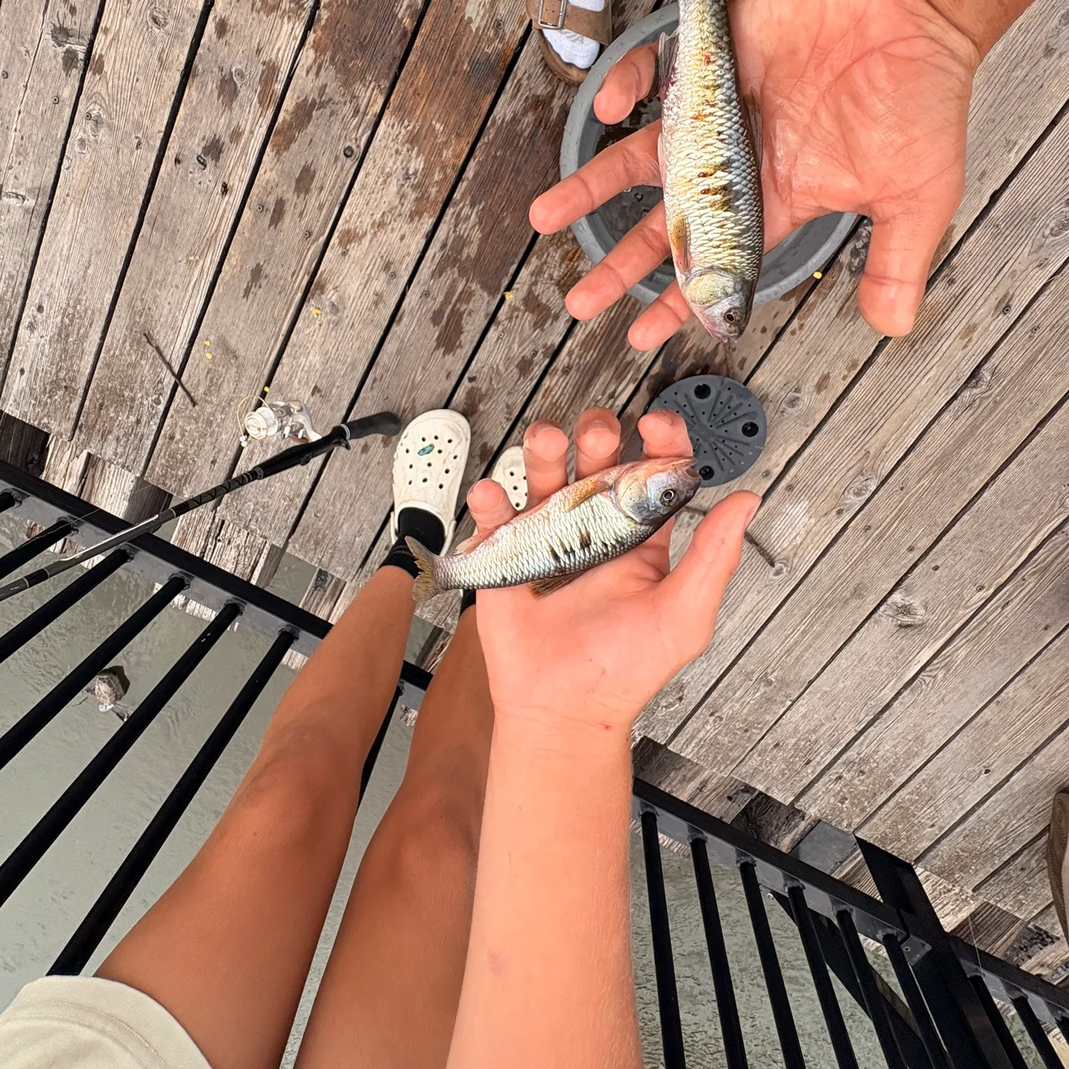 Common shiner caught on Fishbrain
