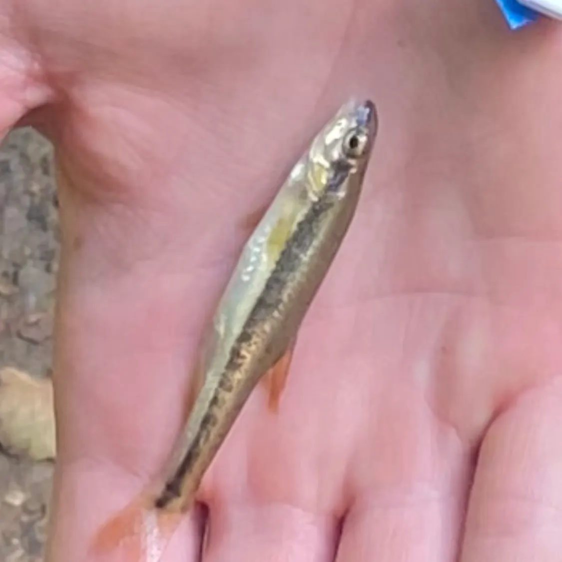 Eurasian minnow caught on Fishbrain