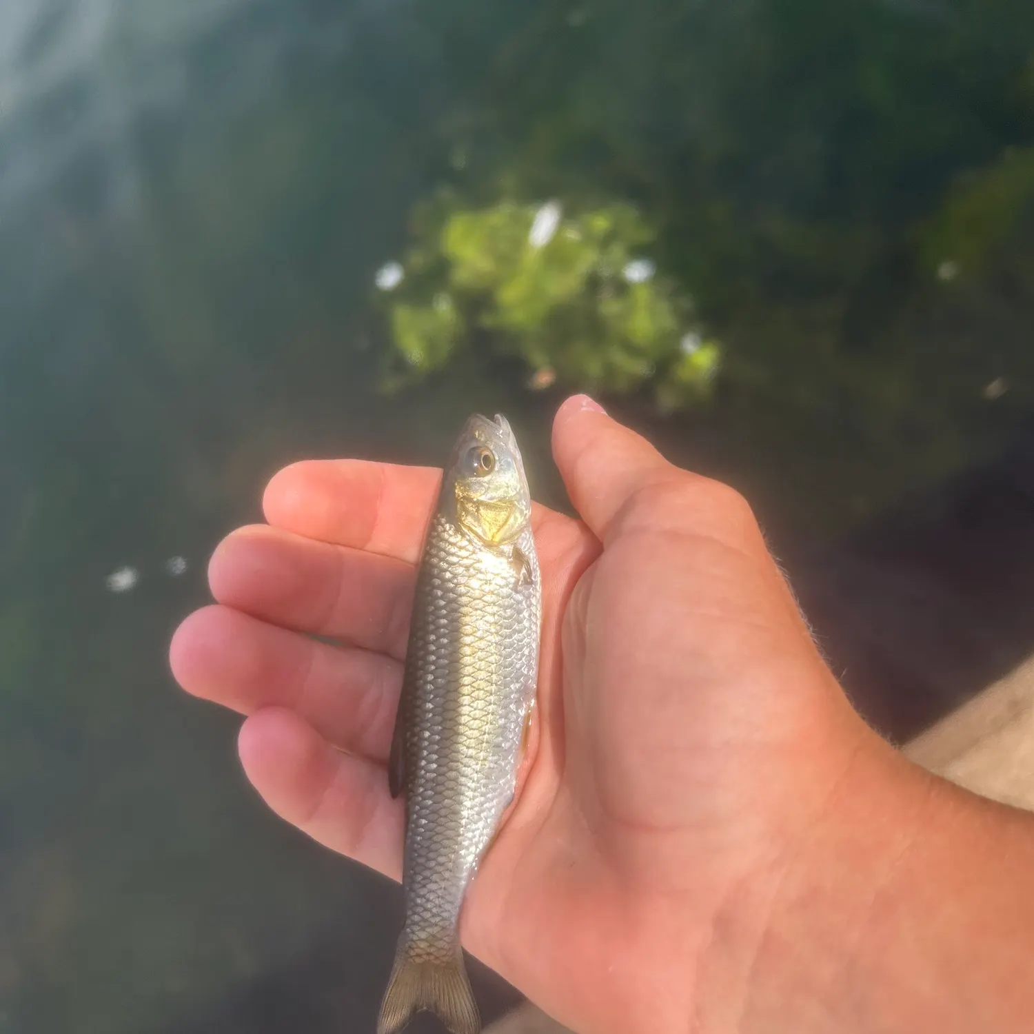 The most recent Common dace catches on Fishbrain