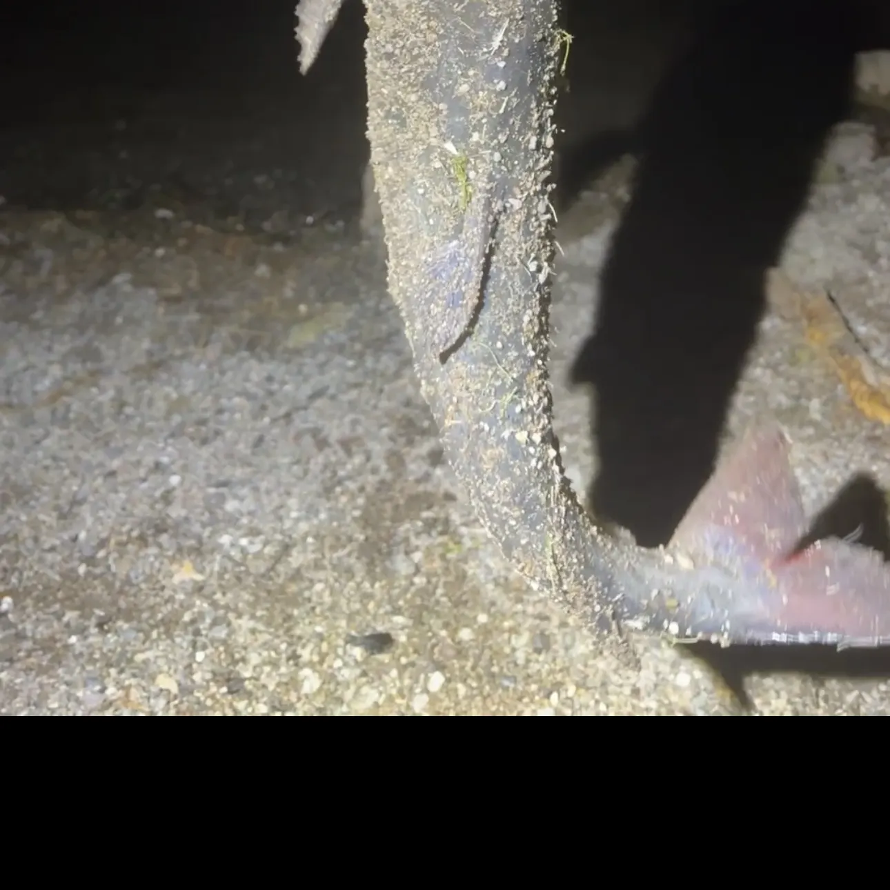 Channel catfish caught on Fishbrain
