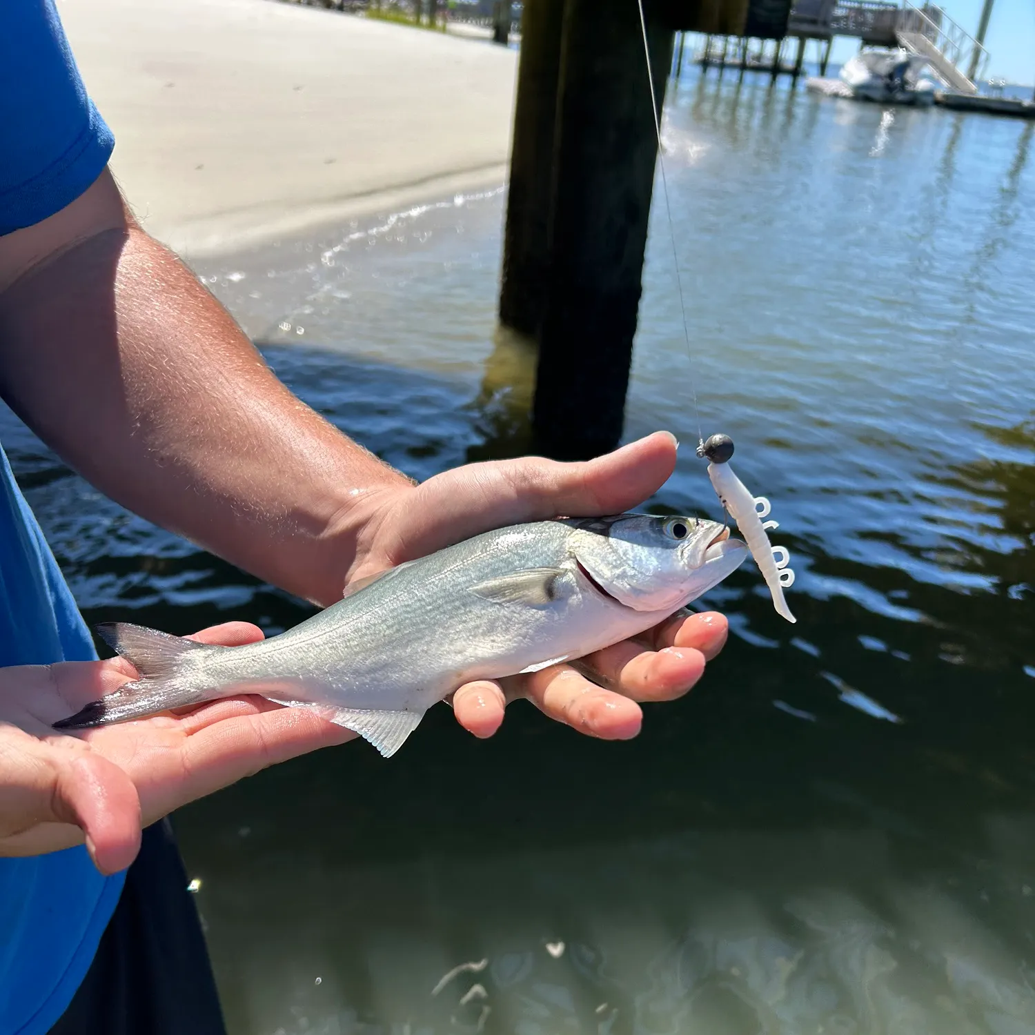 The most recent Bluefish catches on Fishbrain