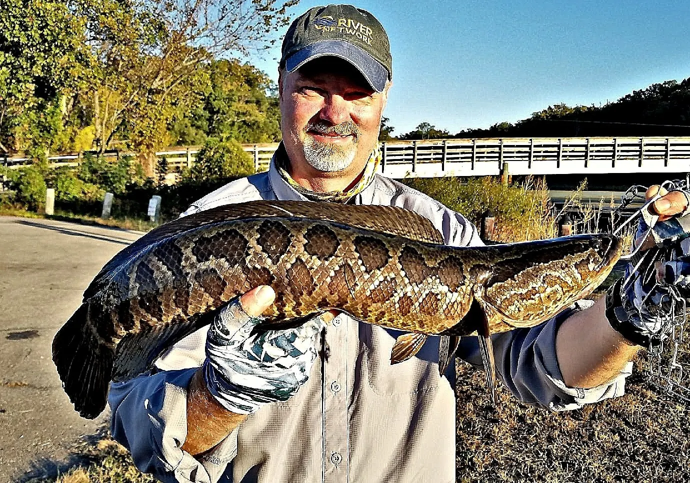 Northern snakehead