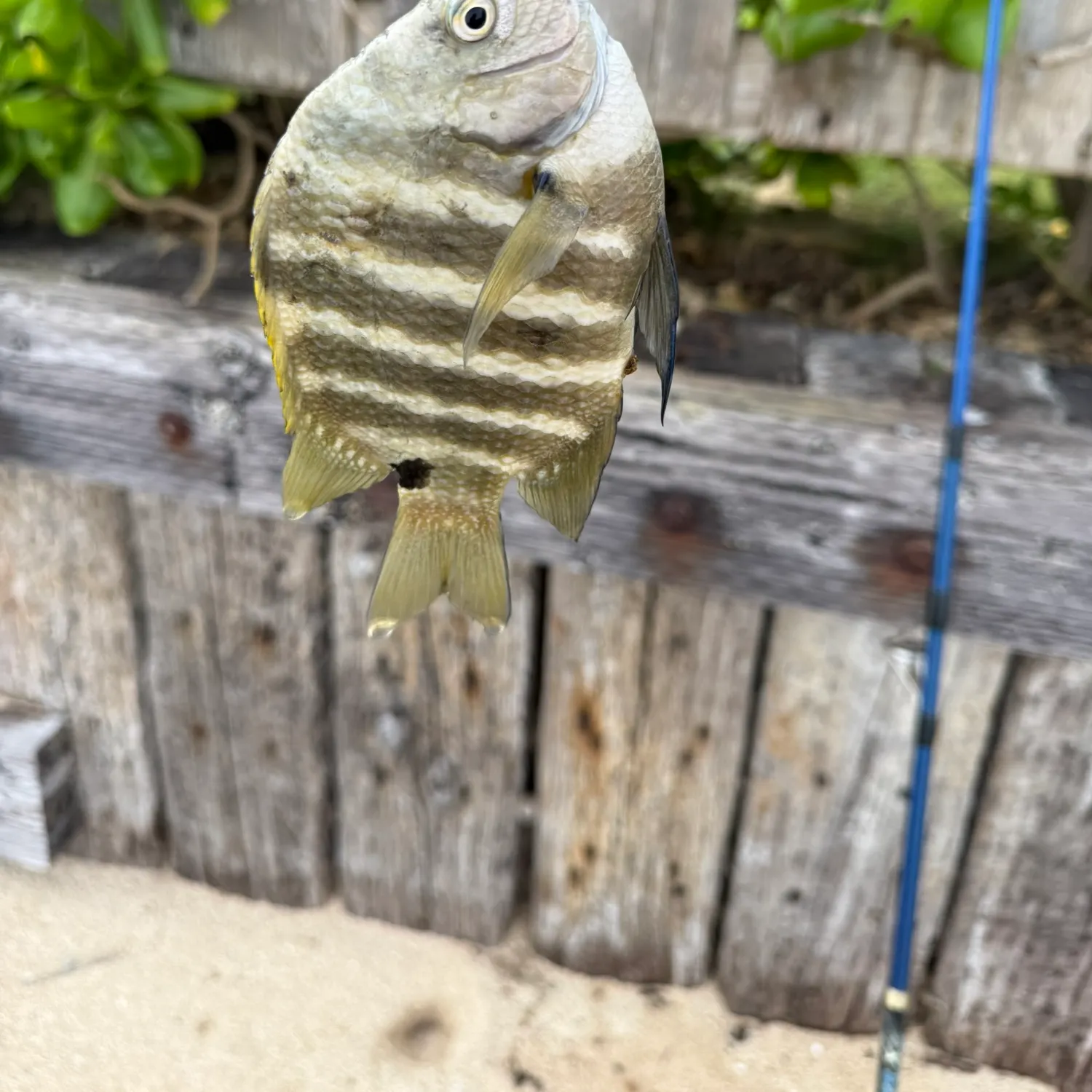 The most recent Blackspot sergeant catches on Fishbrain