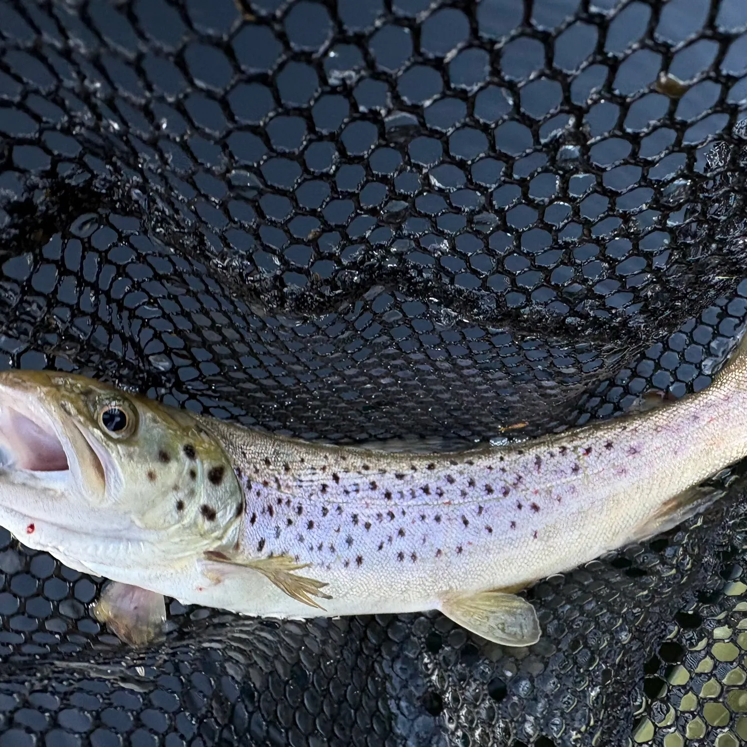 Brown trout caught on Fishbrain