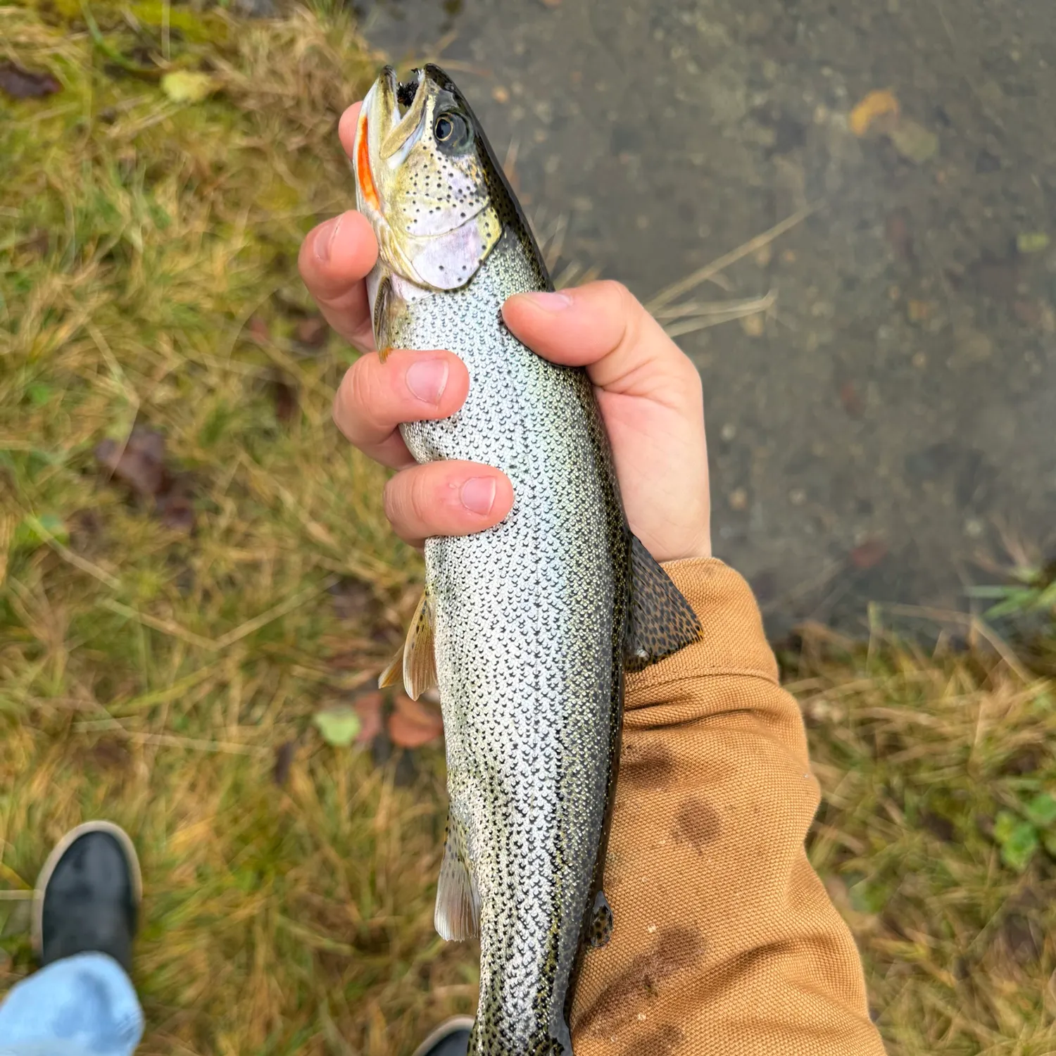 Coastal cutthroat trout caught on Fishbrain