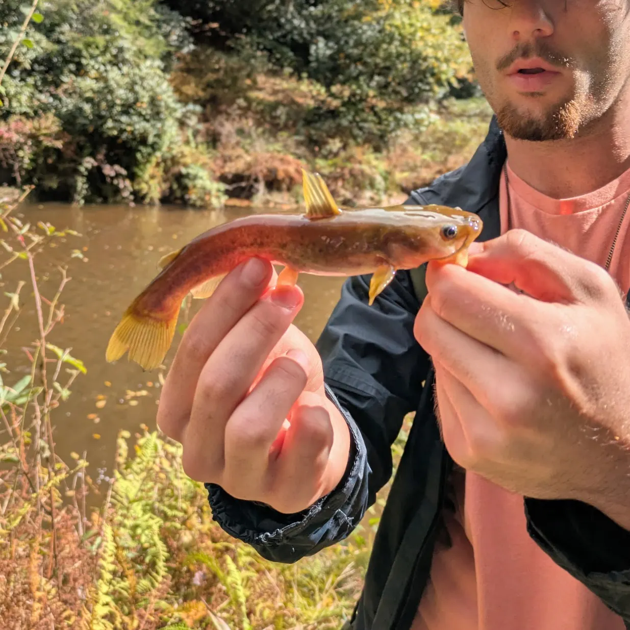 The most recent Margined madtom catches on Fishbrain