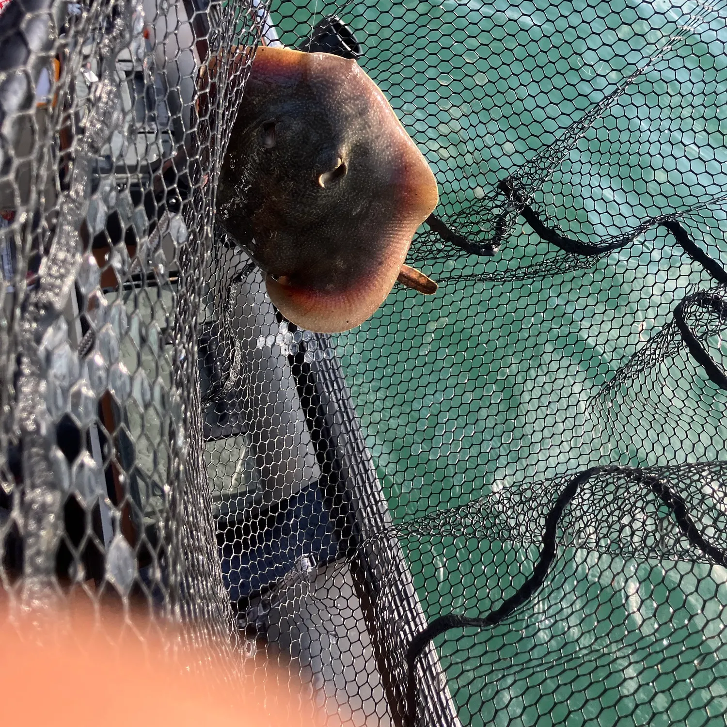 Haller's round ray caught on Fishbrain