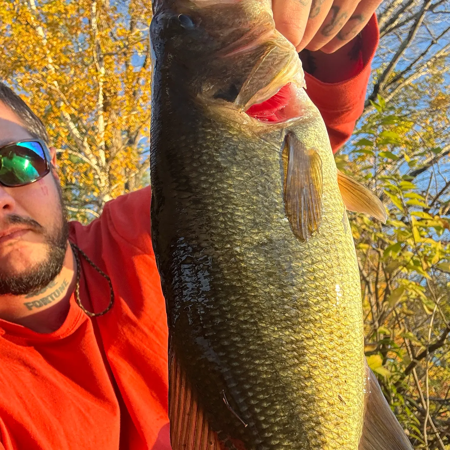 Largemouth bass caught on Fishbrain