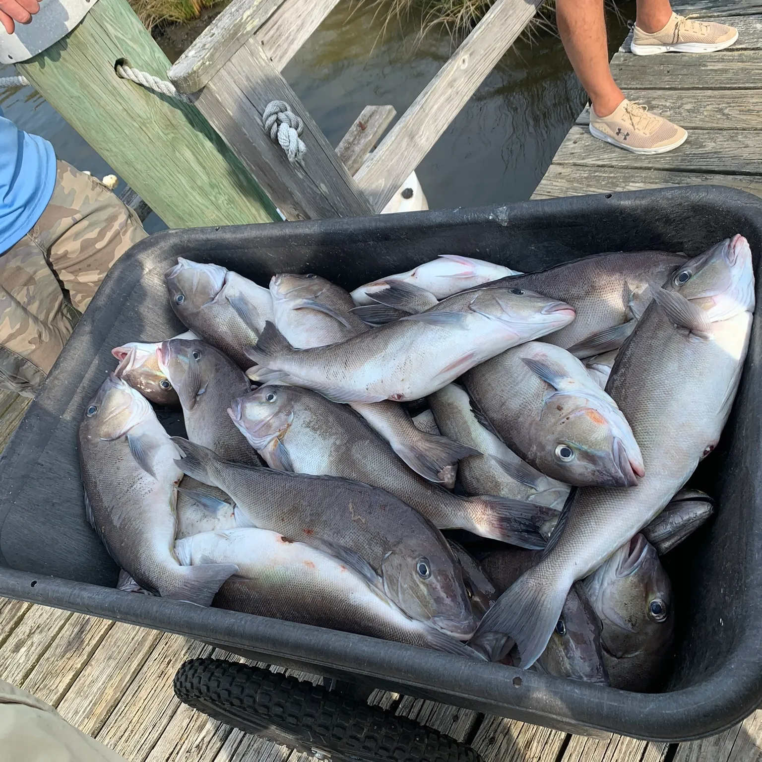 The most recent Grey tilefish catches on Fishbrain