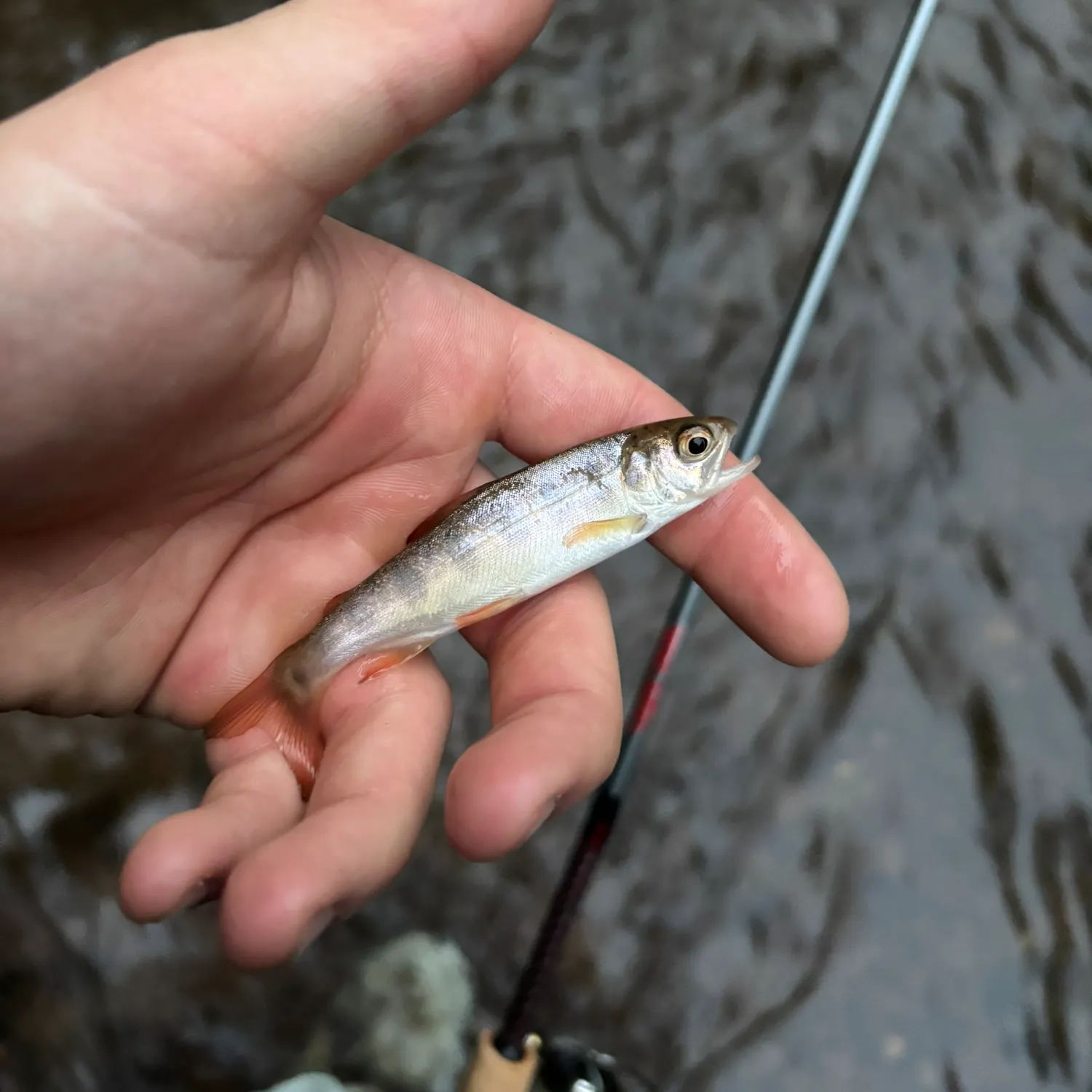 Rainbow trout caught on Fishbrain